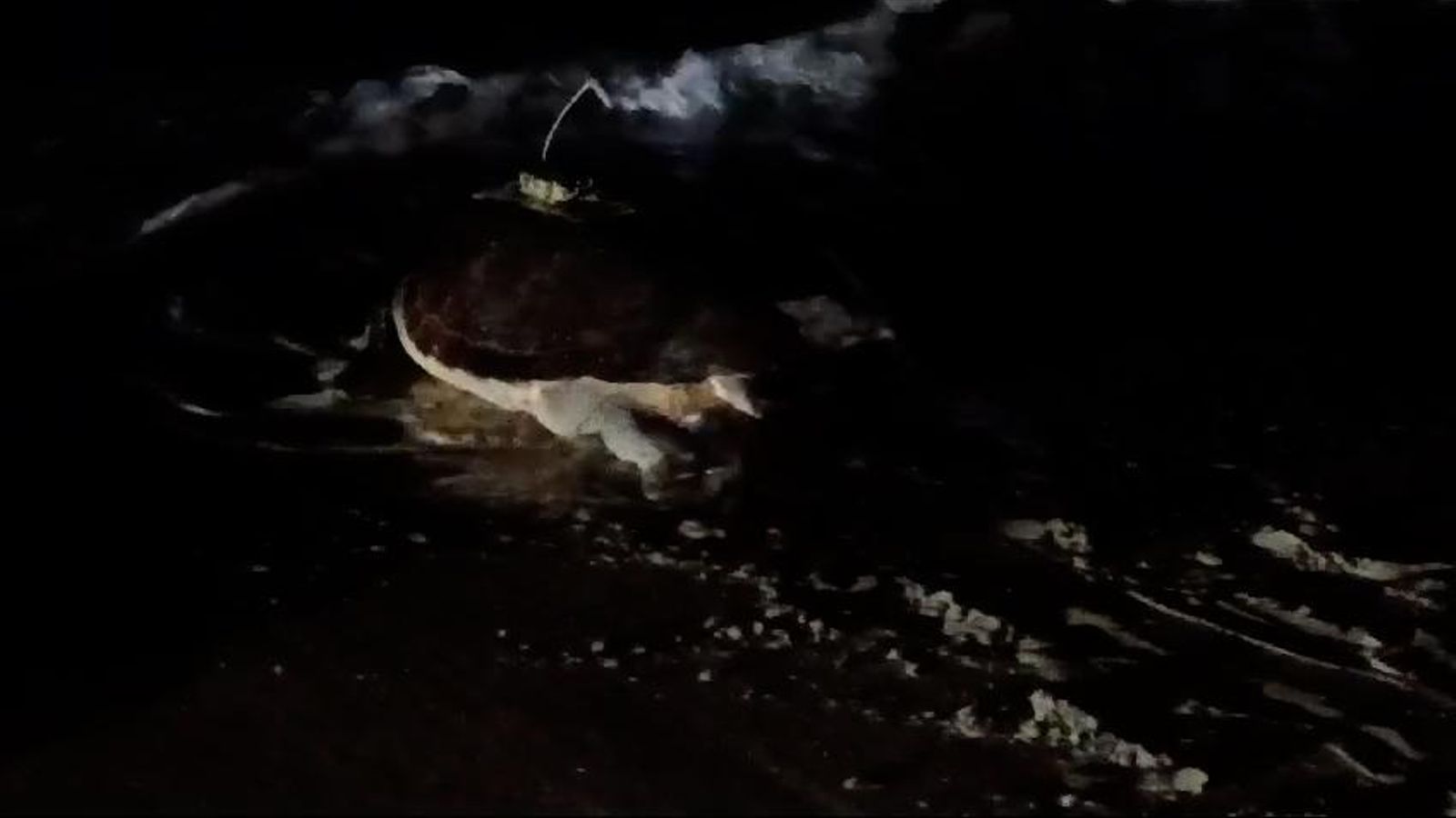 La tortuga bova que va eixir a l'arena d'una platja d'Oriola