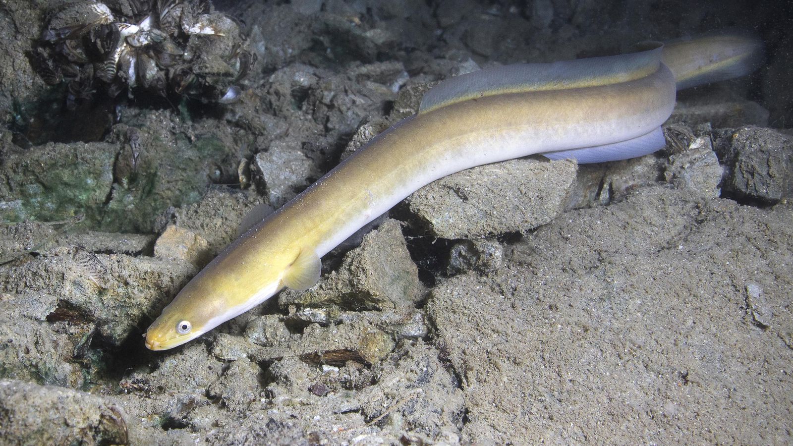 Un exemplar d'anguila en una imatge d'arxiu