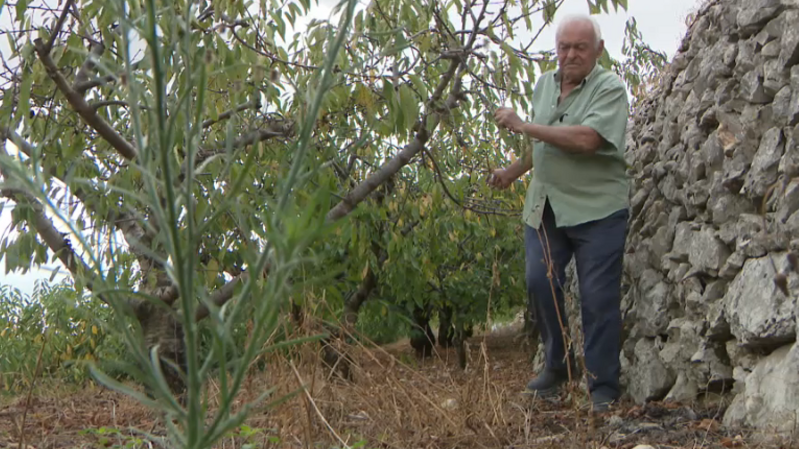 Conreu en un camp de cireres de la Muntanya d'Alacant