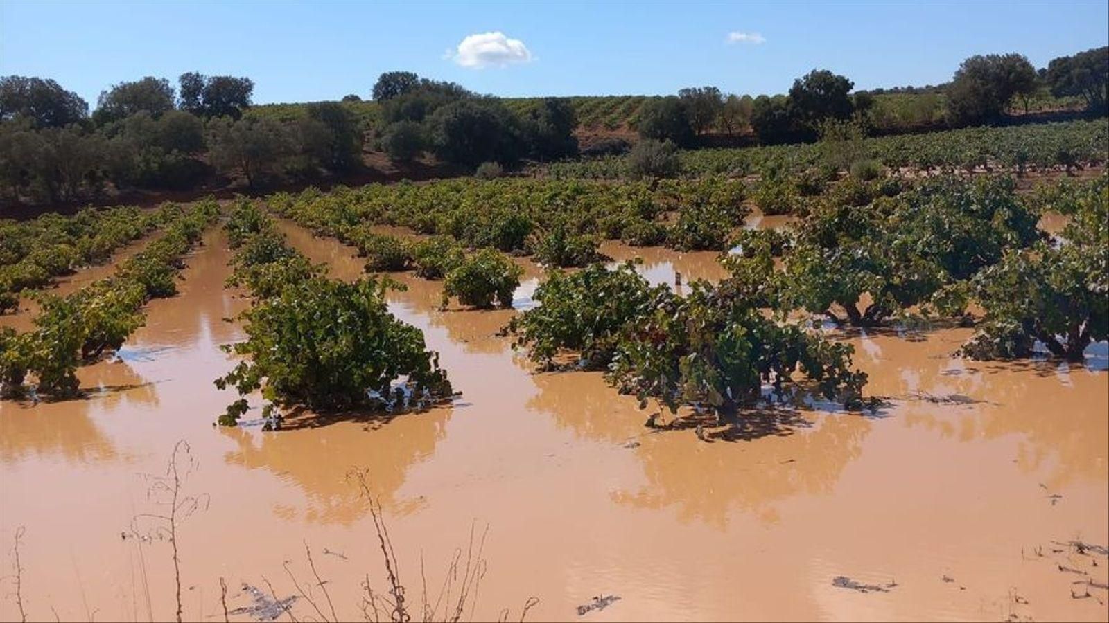 Vinyes anegades / Unió Llauradora i Ramadera