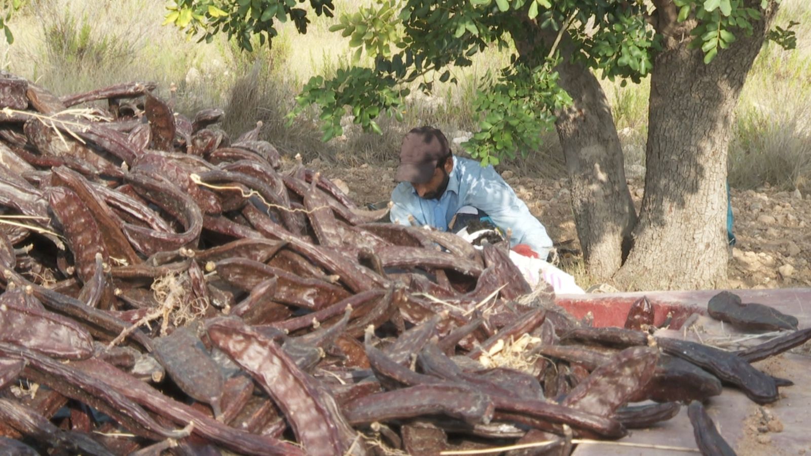 Un home arreplega garrofa