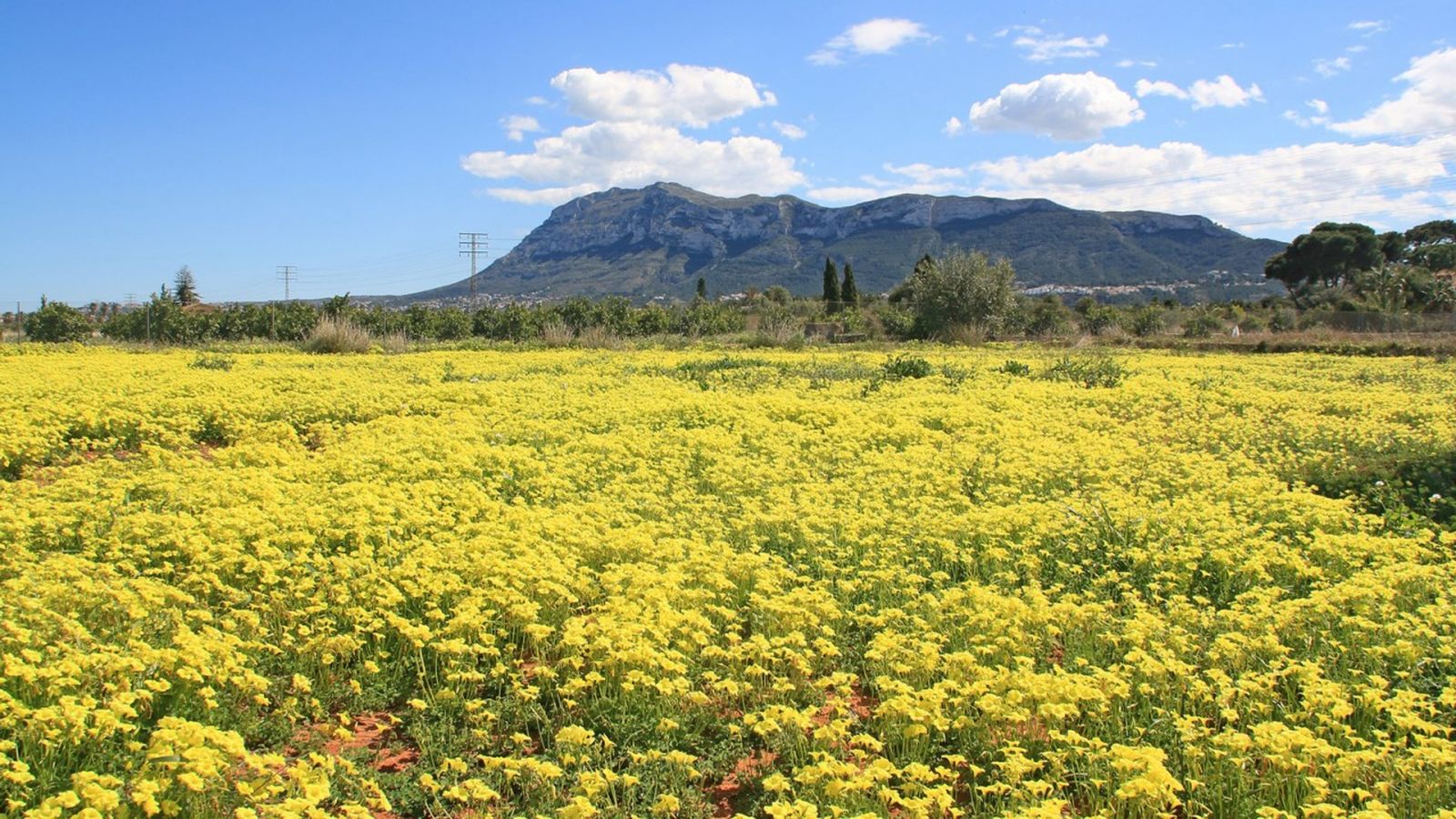 Dénia, Andrés Fornés
