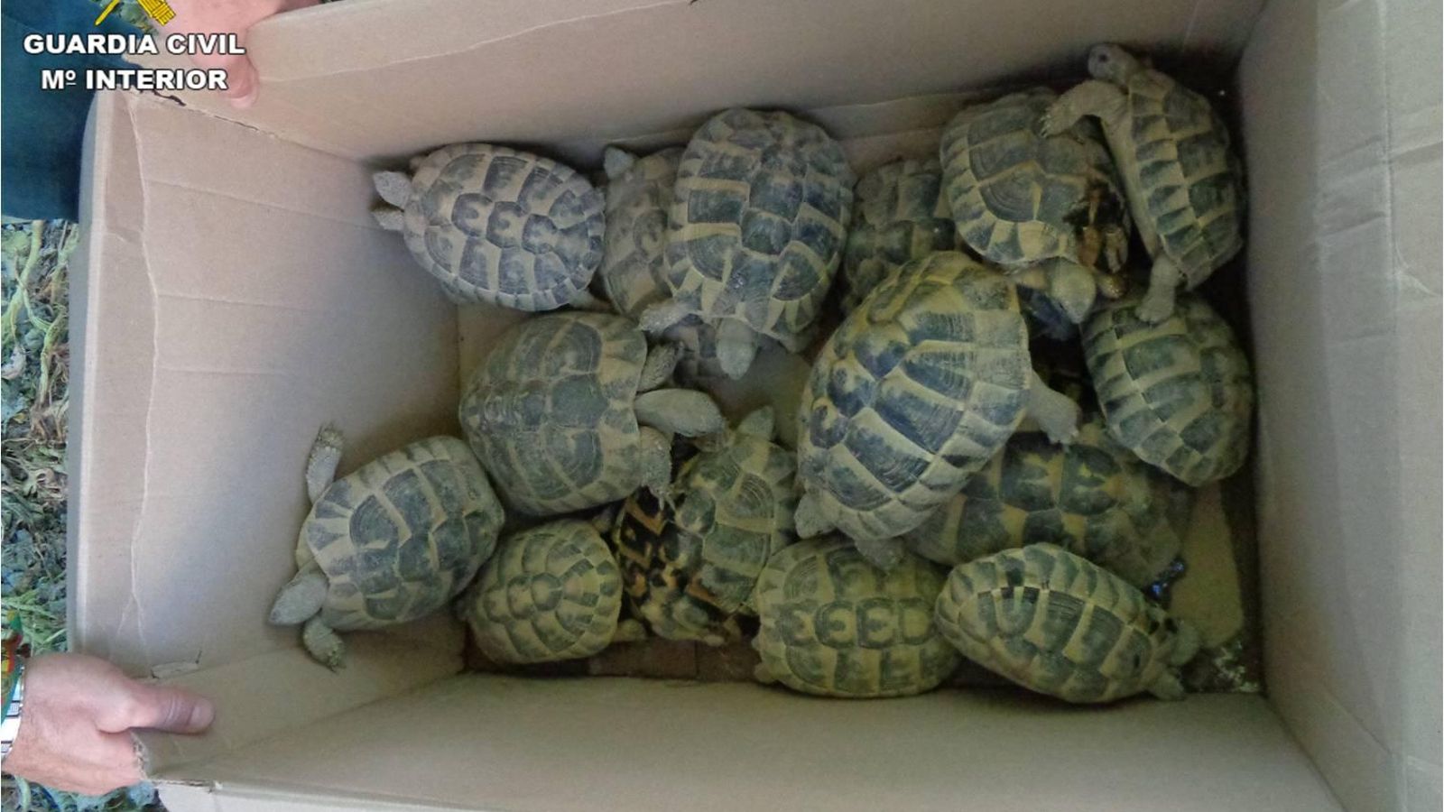 Les tortugues de la granja desmantellada Les tortugues de la granja desmantellada