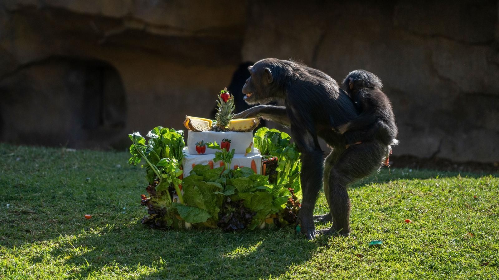 Cala, el ximpanzé més jove del Bioparc