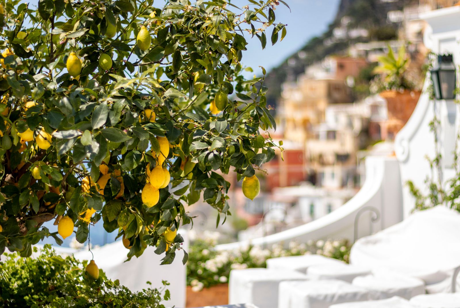 Les llimes de la regió, que s'utilitzen per a fer el famós limoncello