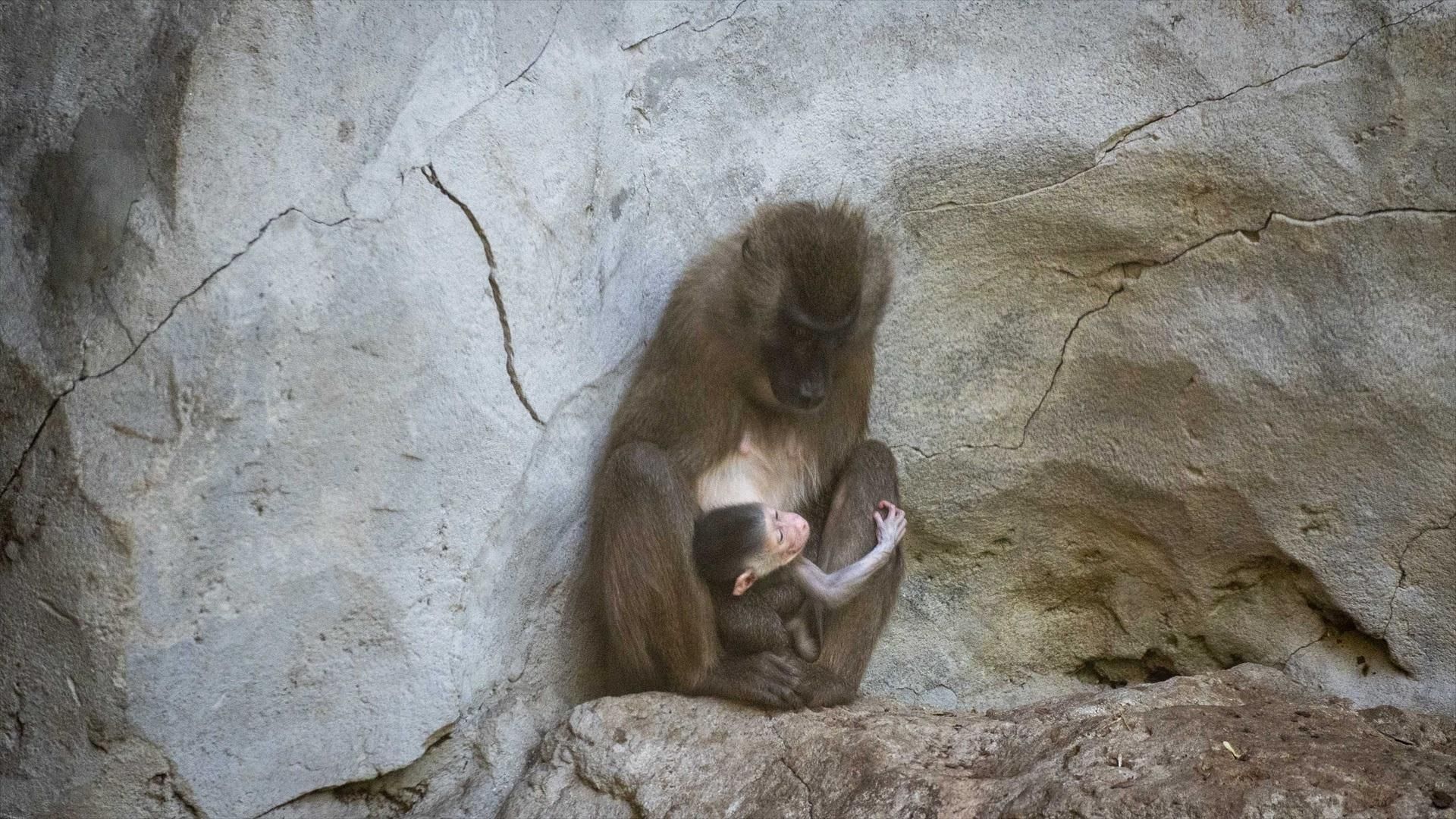 Naix una nova cria de dril al Bioparc