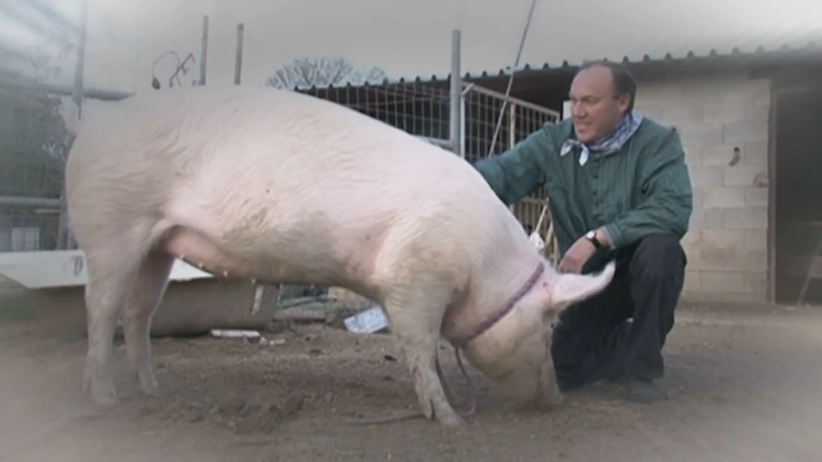 Al·leluia qui no mata porc no menja xulla