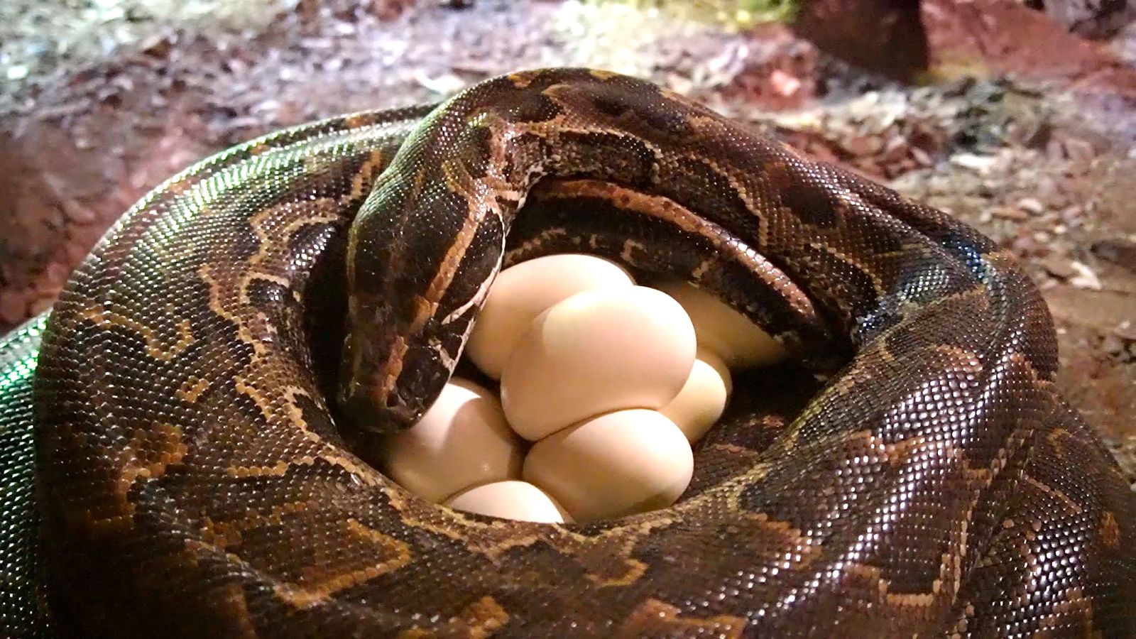 30.10.2022 | Animalades, un món bestial 16