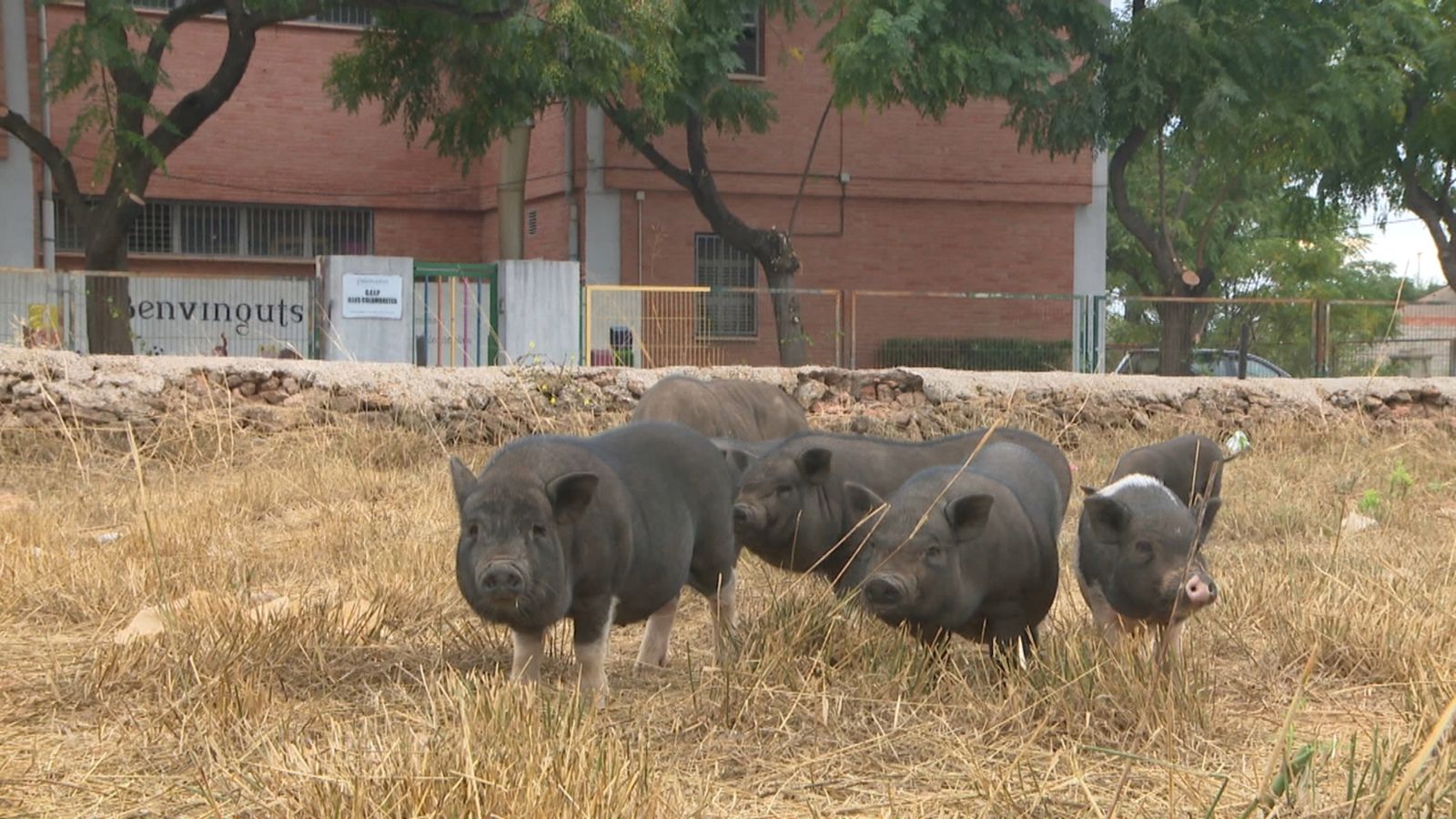 Alguns exemplars de la família de porcs senglars, davant el centre educatiu