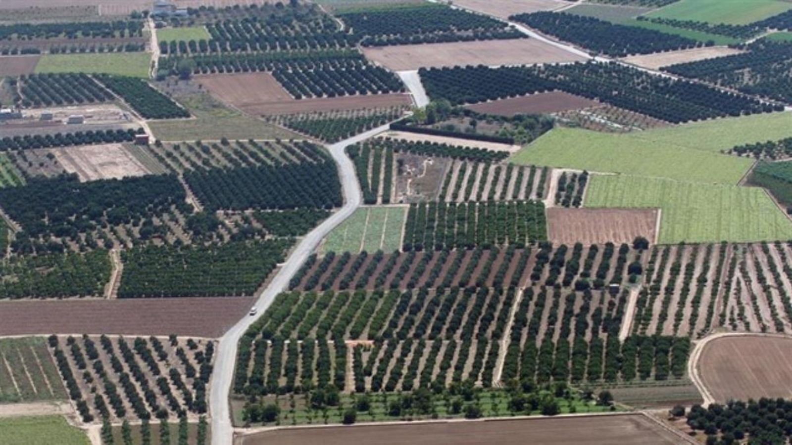 La llei vol establir les bases per a un canvi estructural de l'agricultura valenciana, caracteritzada per l'elevat minifundisme