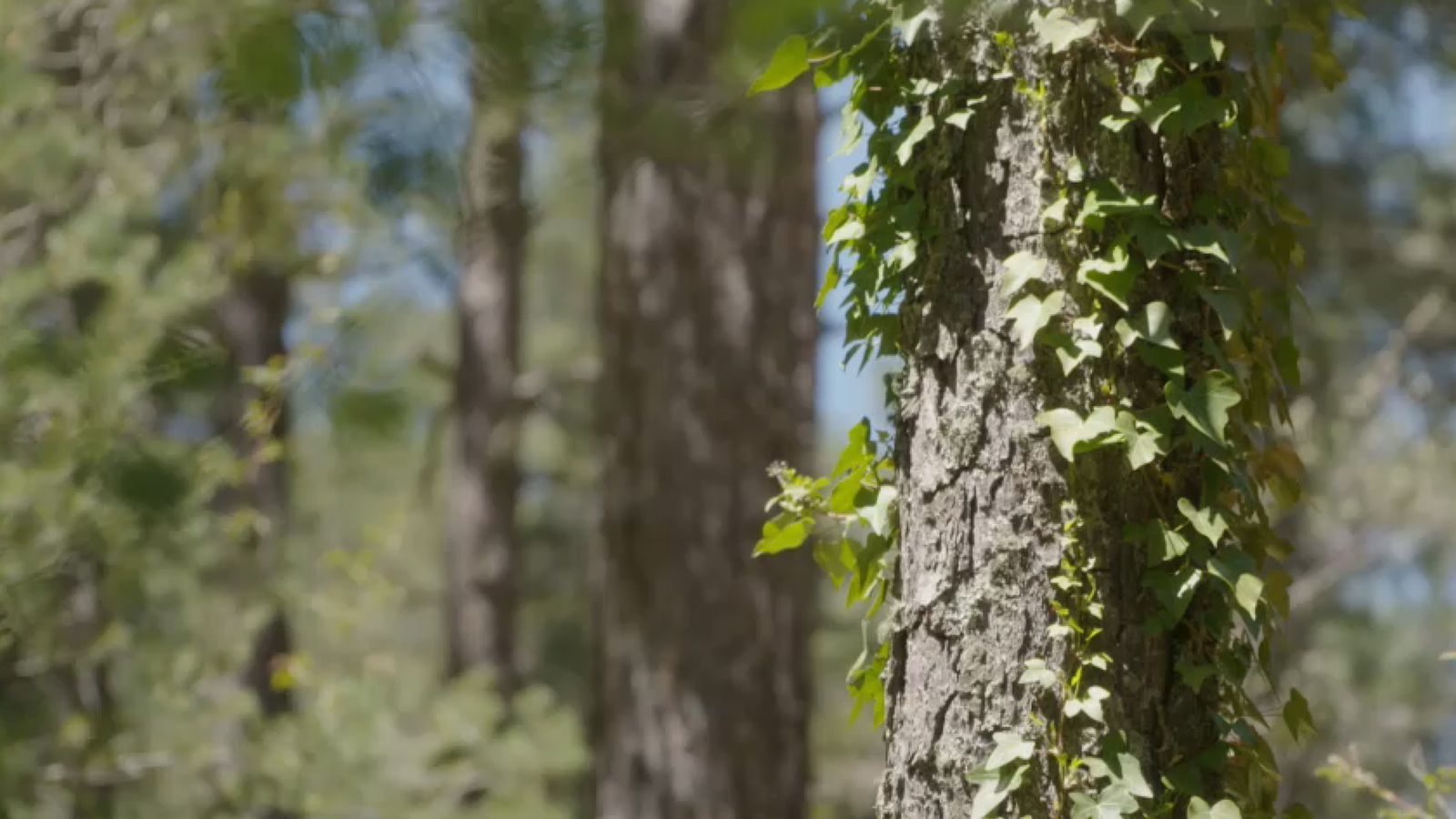 La pegunta s'extrau dels pins negres tan abundants en aquesta part del Penyagolosa