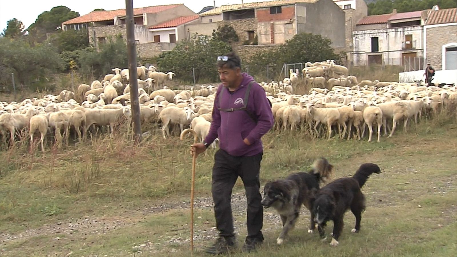 El pastor Gonzalo Gargallo comença la transhumància