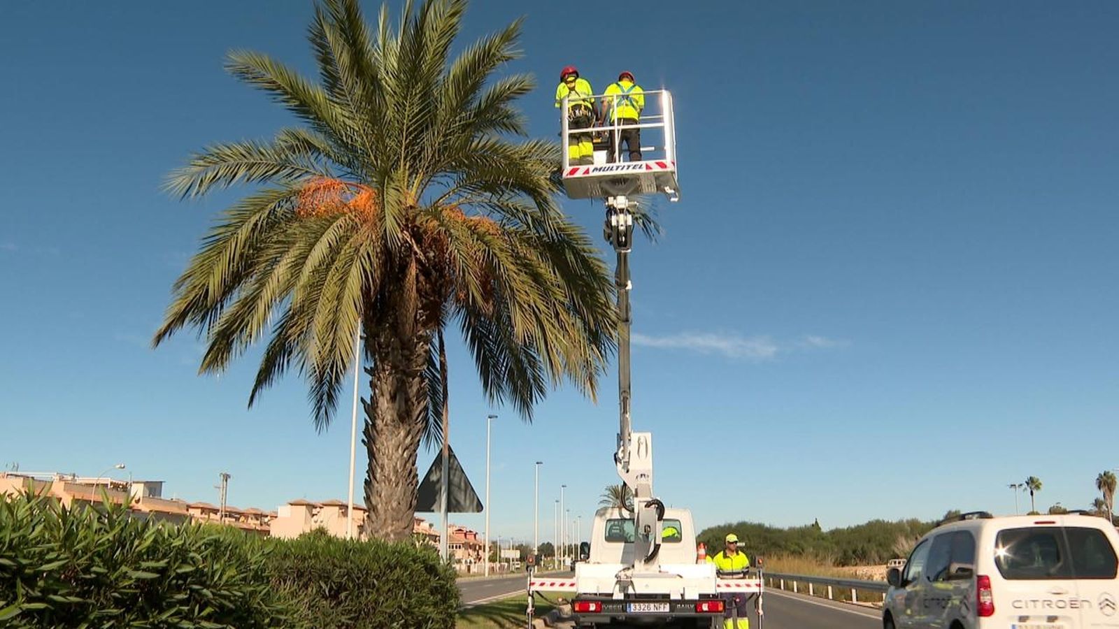 Tècnics revisen una de les palmeres adjacents a la CV-905