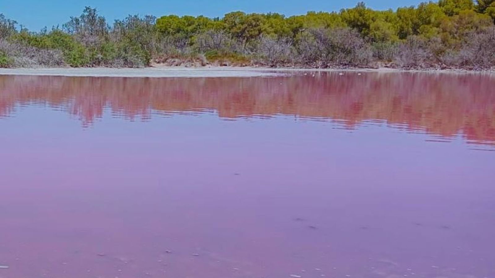 El nou color de l'Albufera, este dimecres