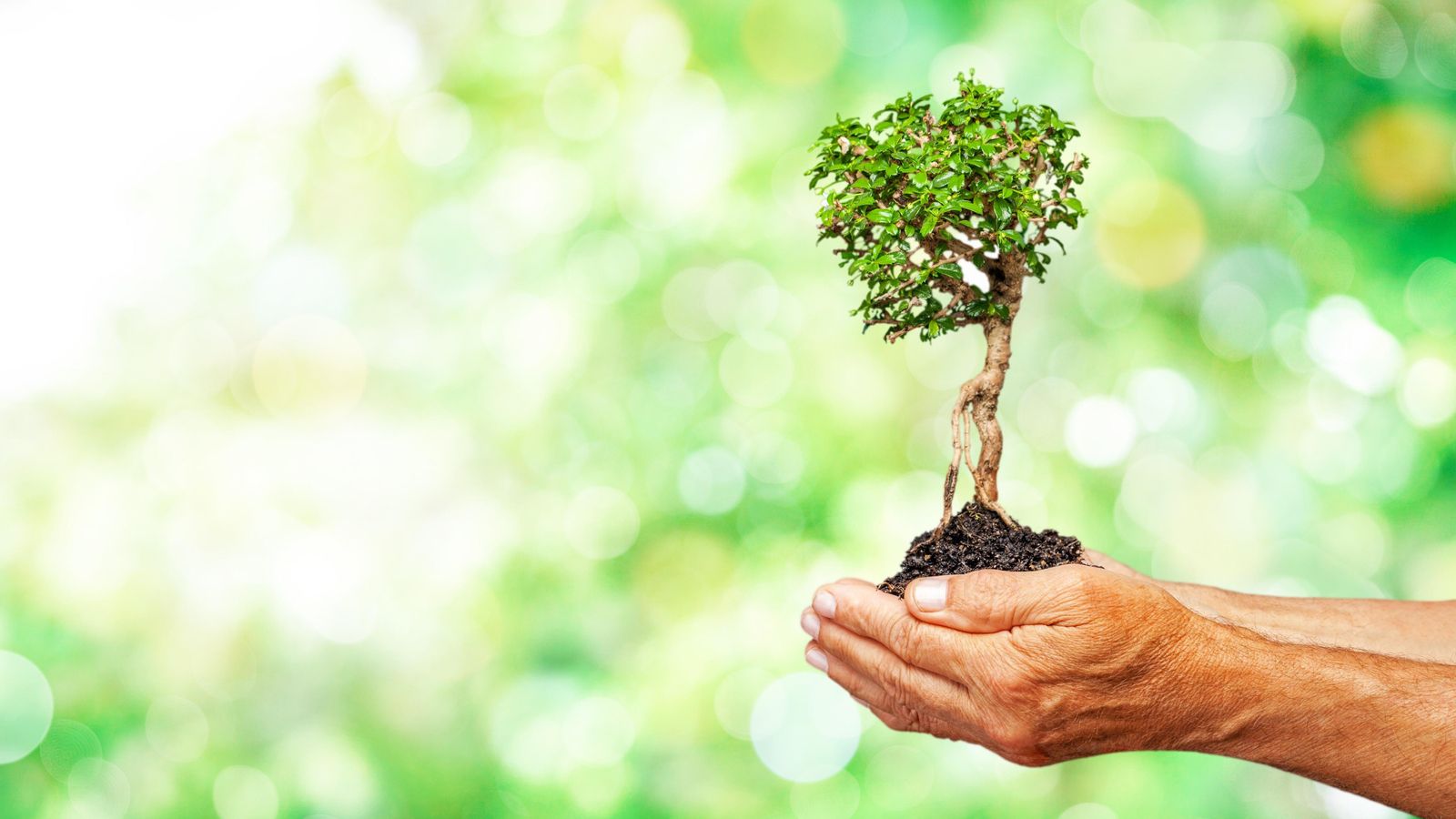 L'Earth BioGenome Project pretén seqüenciar el genoma dels quasi dos milions d'espècies de plantes, animals i fongs que s'han descrit en la Terra