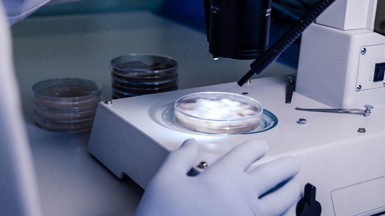 PODCAST | Dissenyen una nova nanomedicina contra el càncer de pròstata