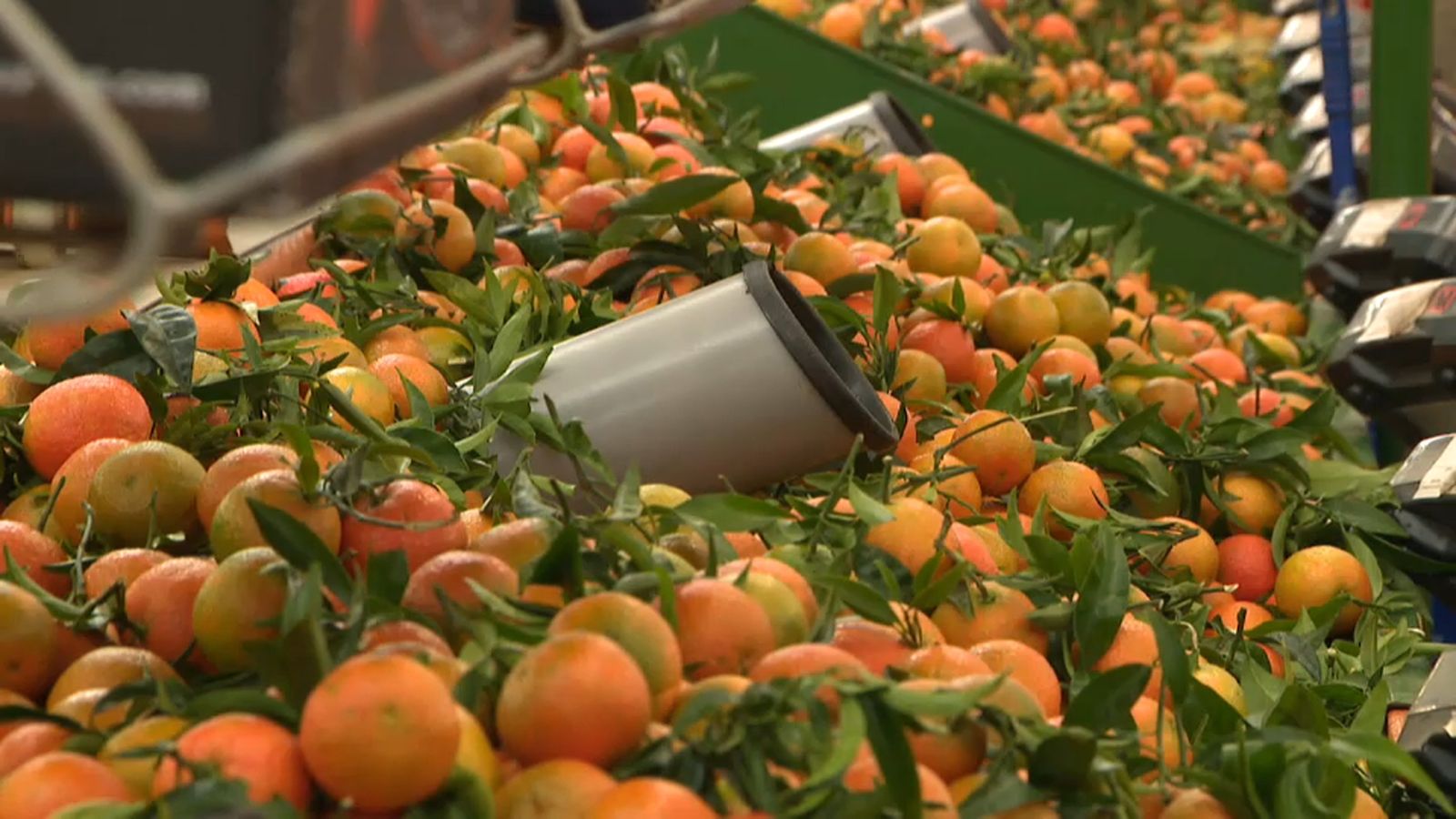 Immaculada Rodríguez-Piñero en 'Les notícies del matí'