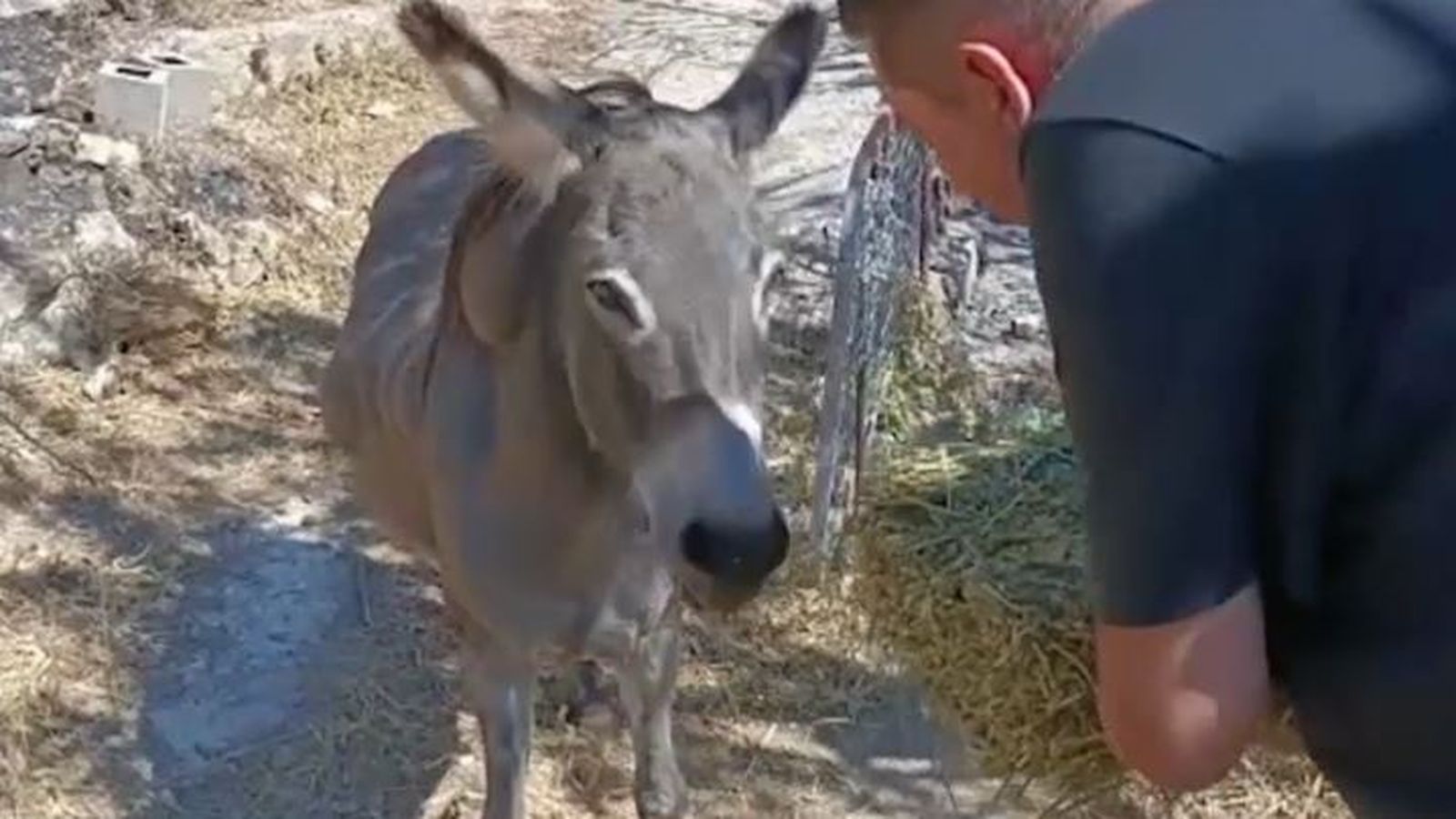 La burreta Evaristo s'ha salvat de les flames