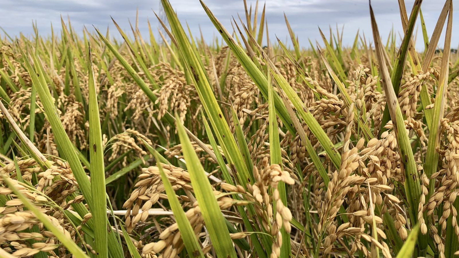 arros a punt de segar sueca