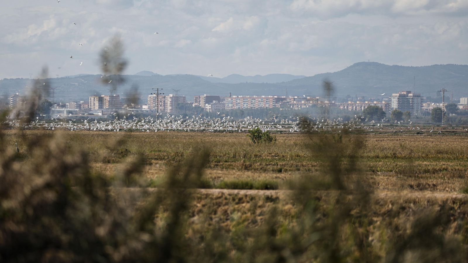 Imatge la flora i fauna a l'Albufera dos anys després de la dana de 2024