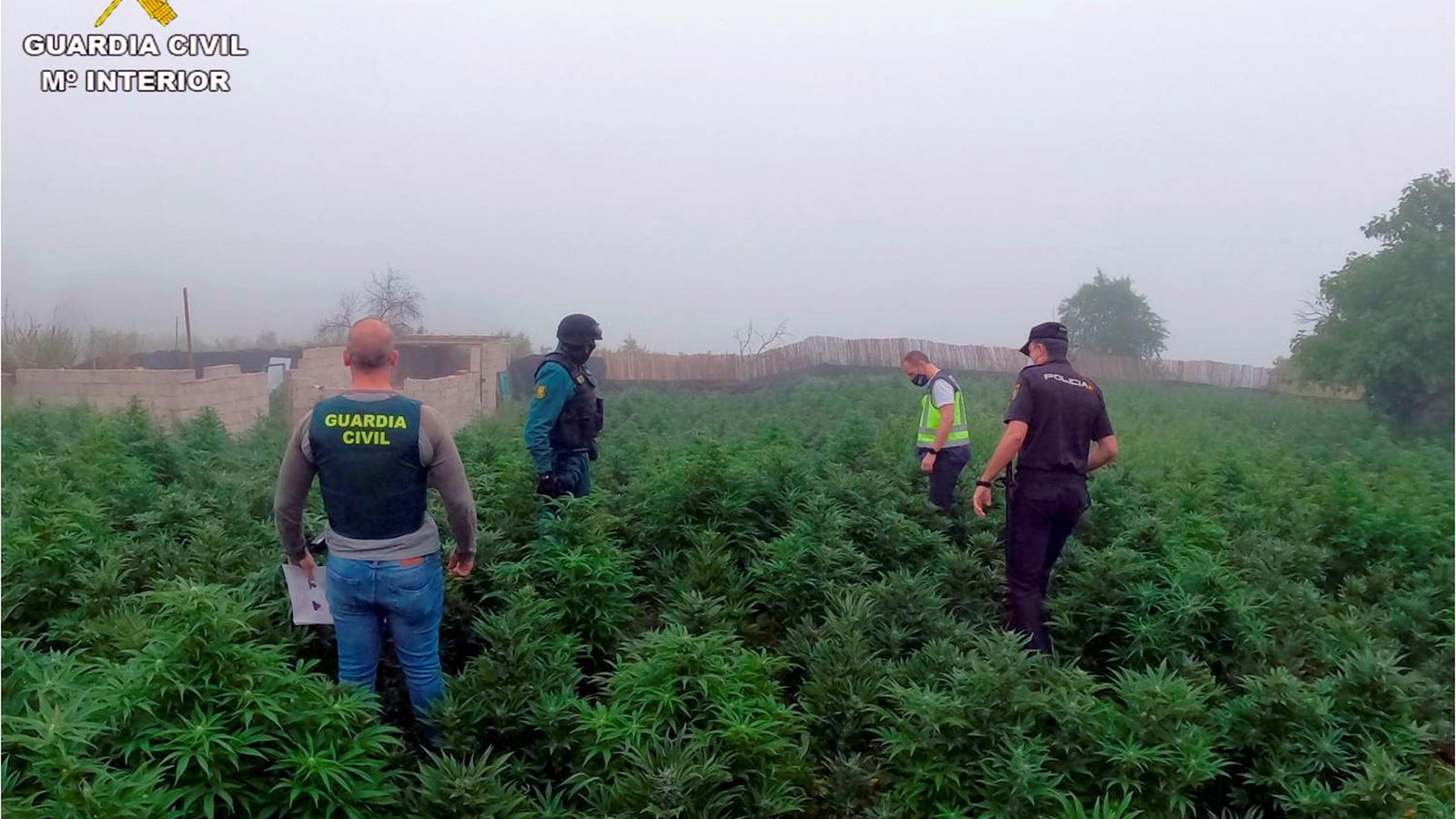 Els habitatges tenien una àmplia parcel·la de terreny amb les plantes de marihuana