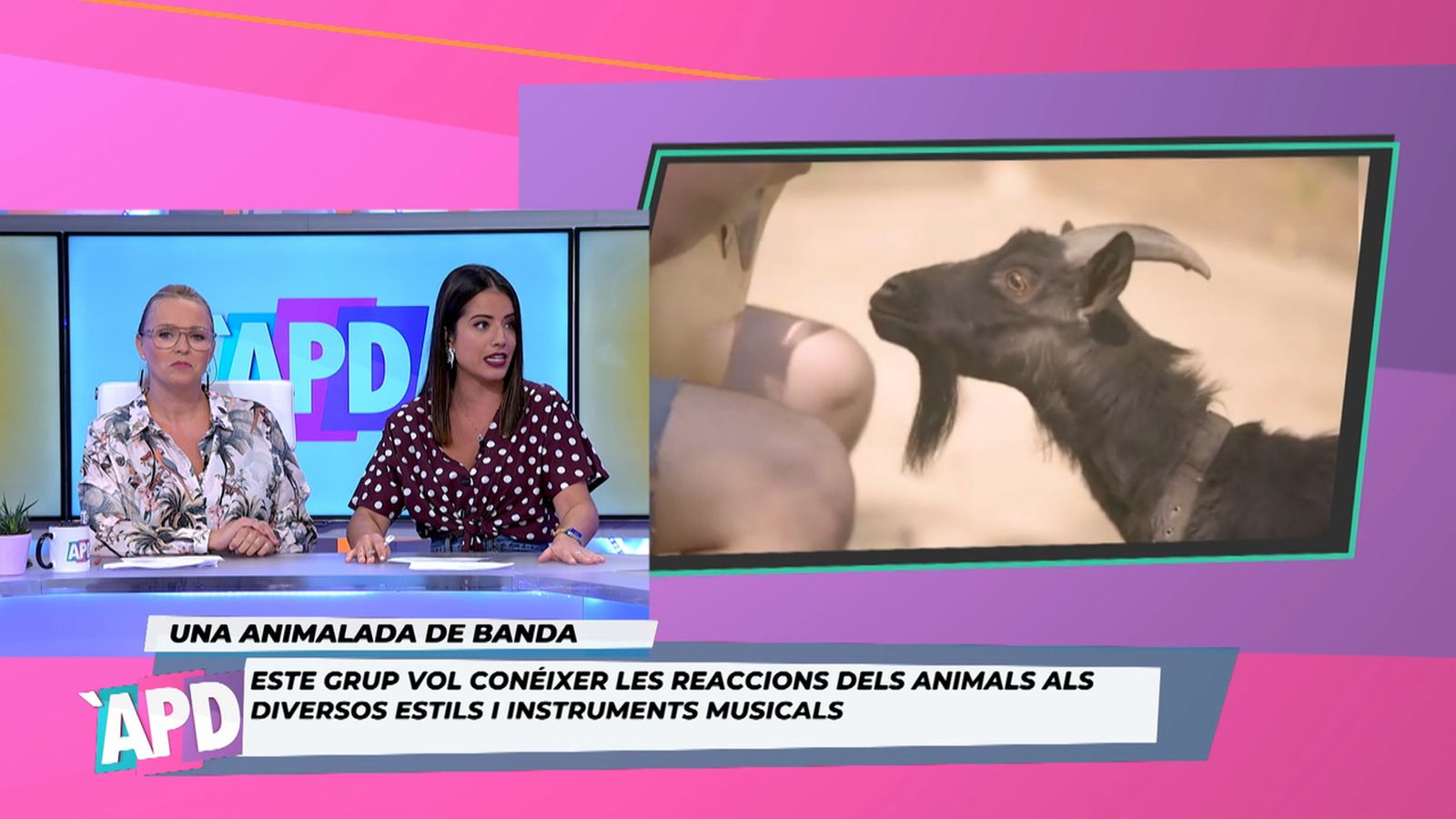 Animalades i diversió en xarxes
