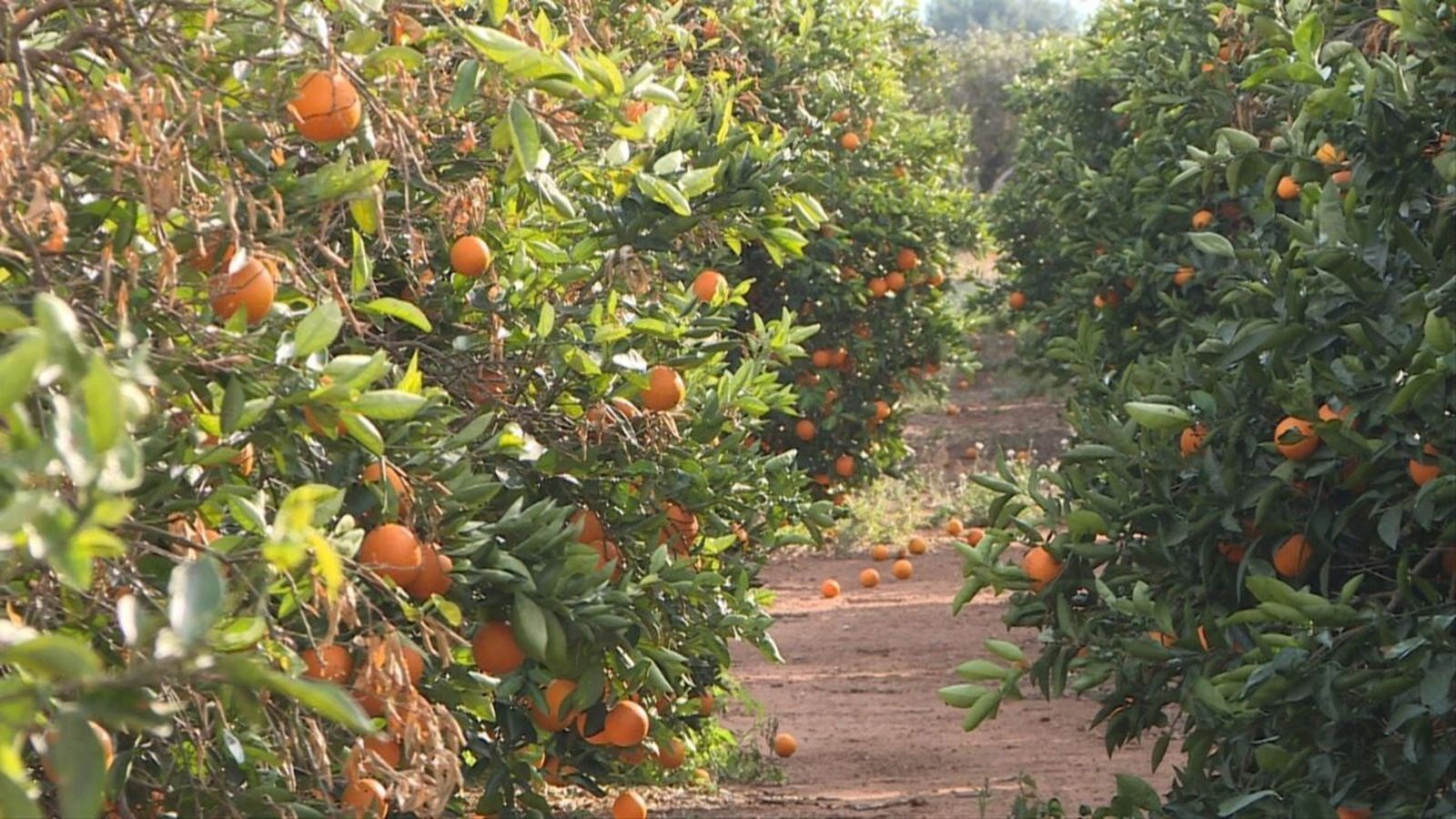 Imatge d'arxiu d'un camp de taronges