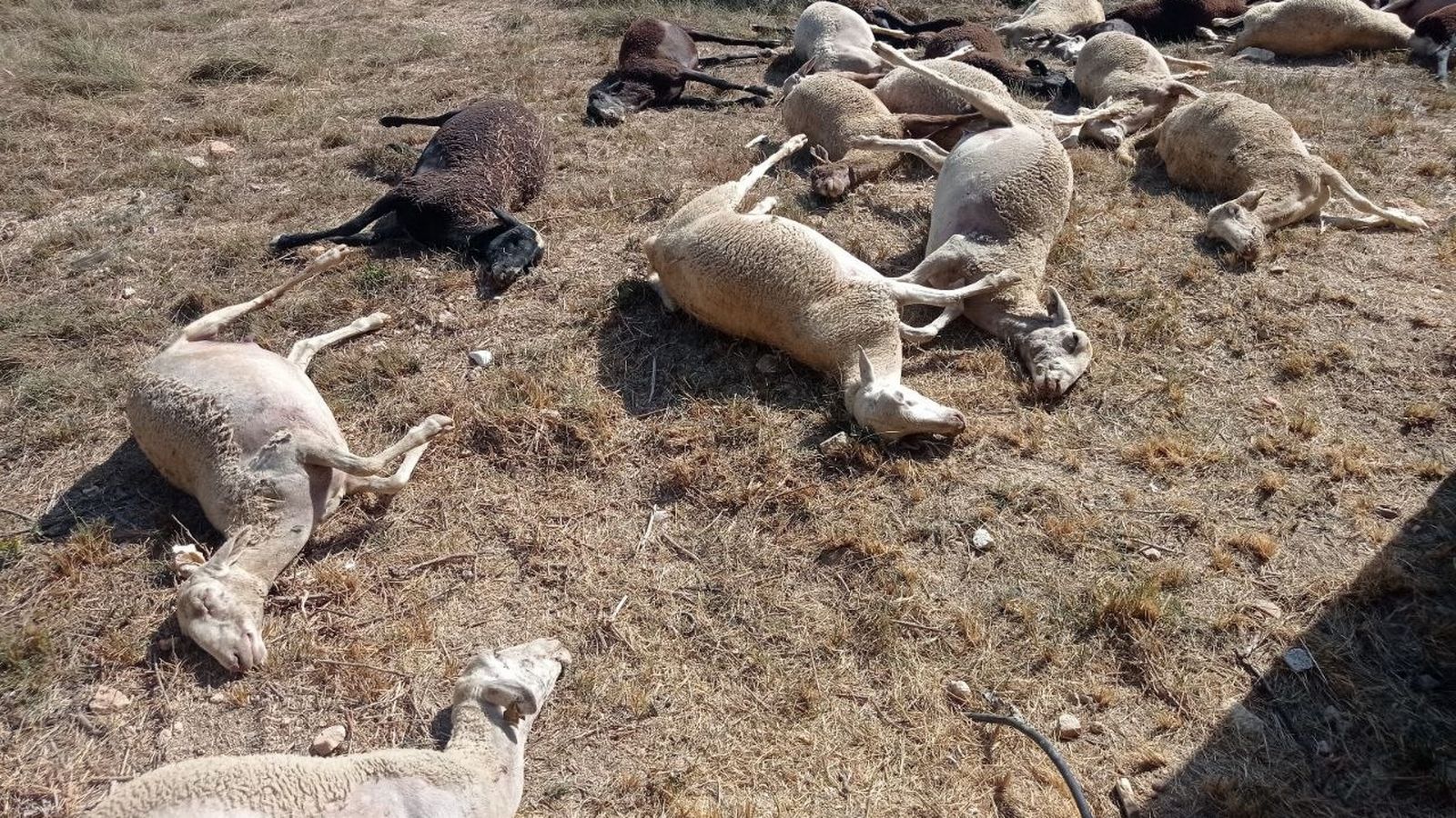 Imatge de les ovelles mortes