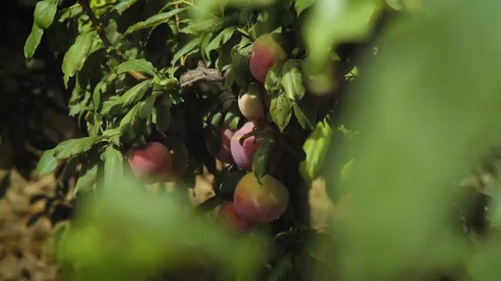 07.08.2023 | Terra Viva