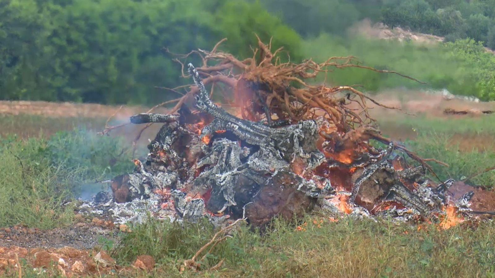 Des d'aquest dimarts està prohibir cremar les restes vegetals que es generen al camp
