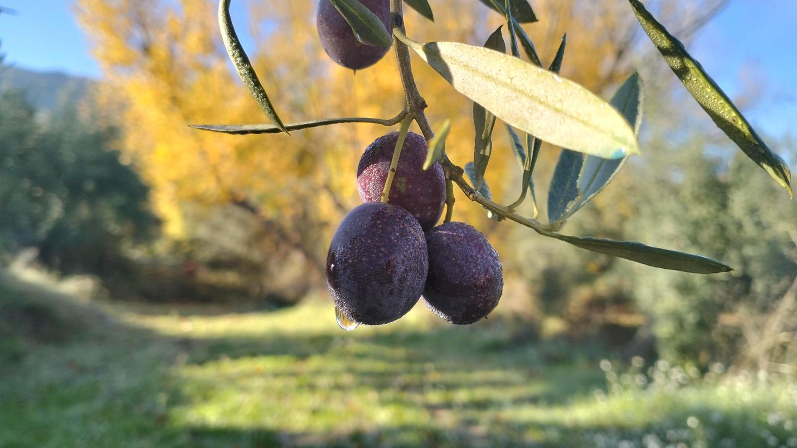 9BALDOMERO FERRE, Agres, el Comtat