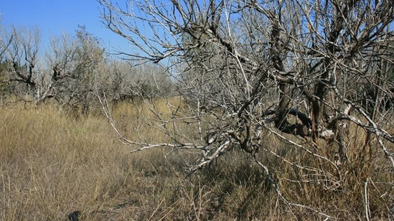 Camp abandonat, en arxiu