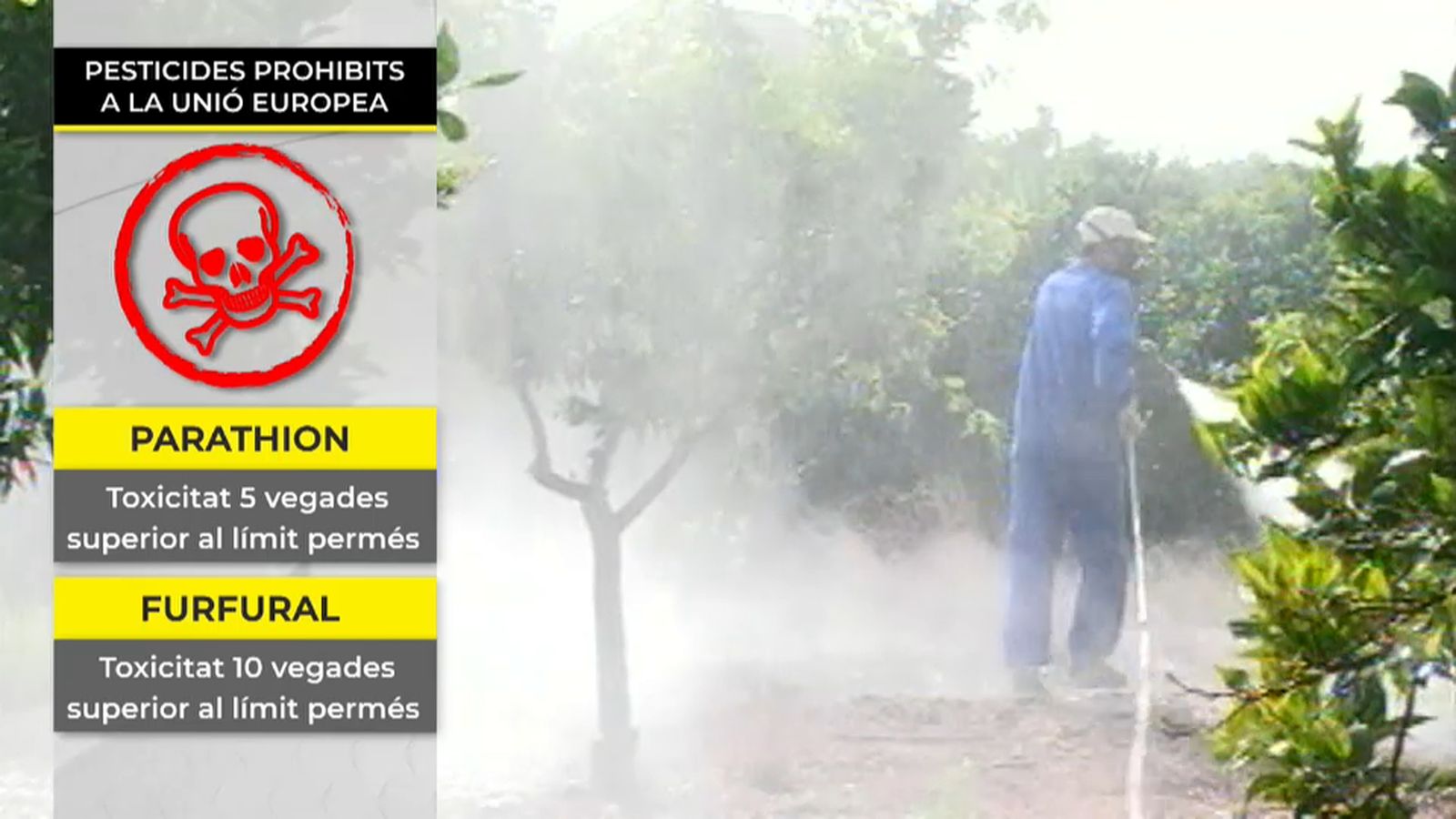 VÍDEO | Un estudi alerta dels pesticides químics dels cítrics sud-africans 
