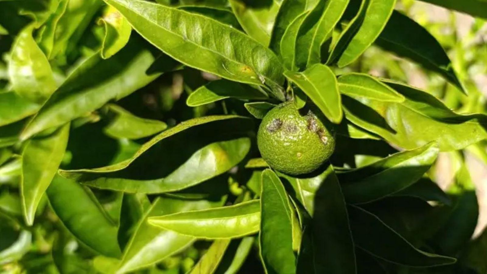 Cítrics afectats per la granissada del cap de setmana