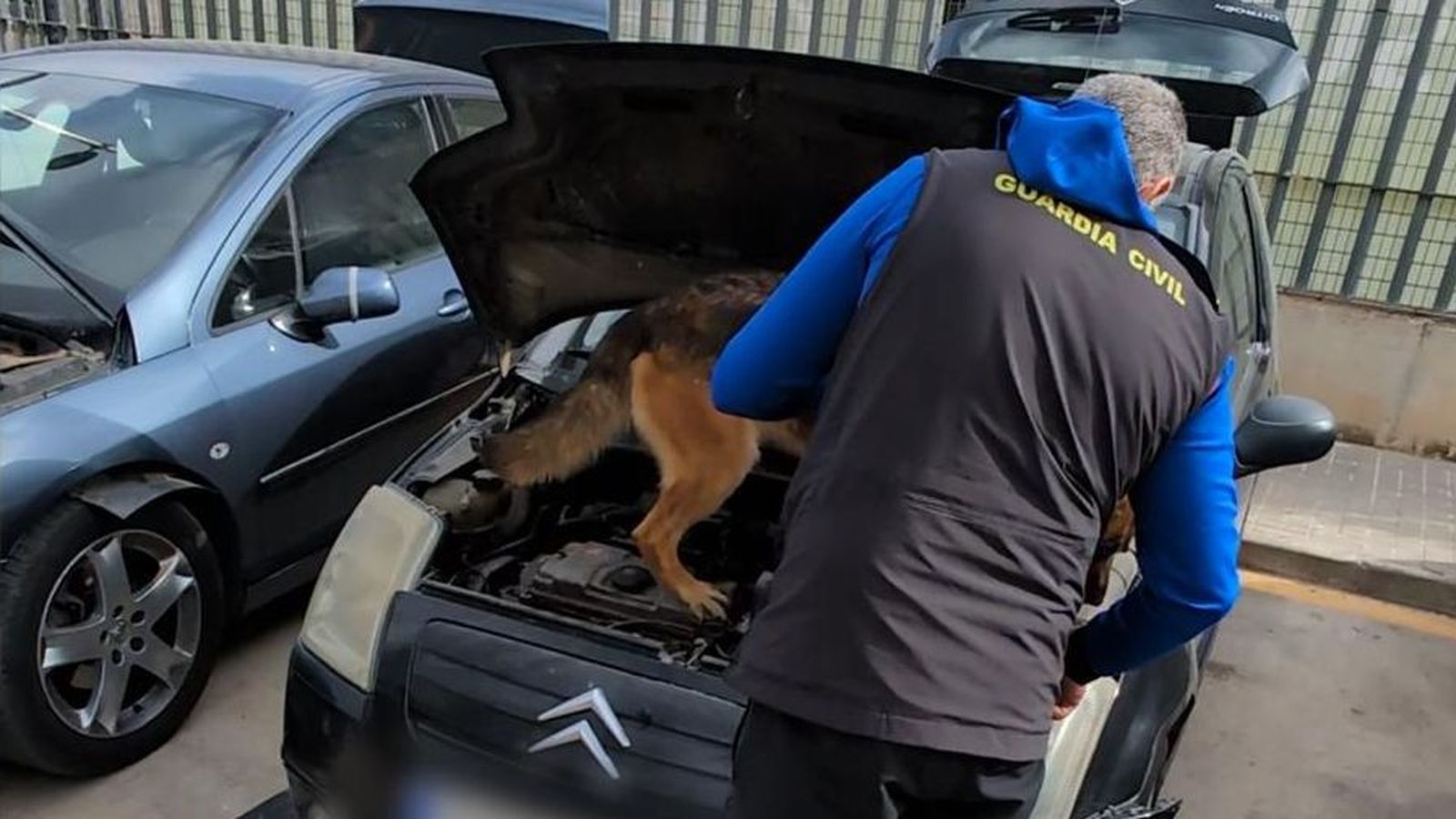 Els gossos de la Guàrdia Civil van ajudar a localitzar la cocaïna amagada en els vehicles interceptats a Benetússer