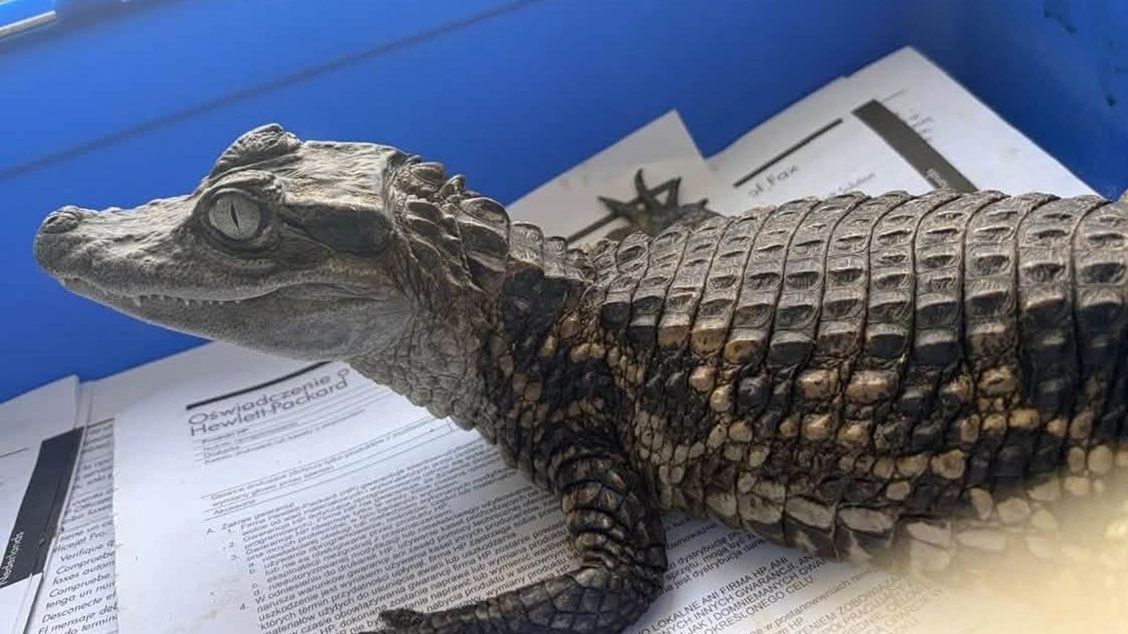 Caiman capturat a Sax