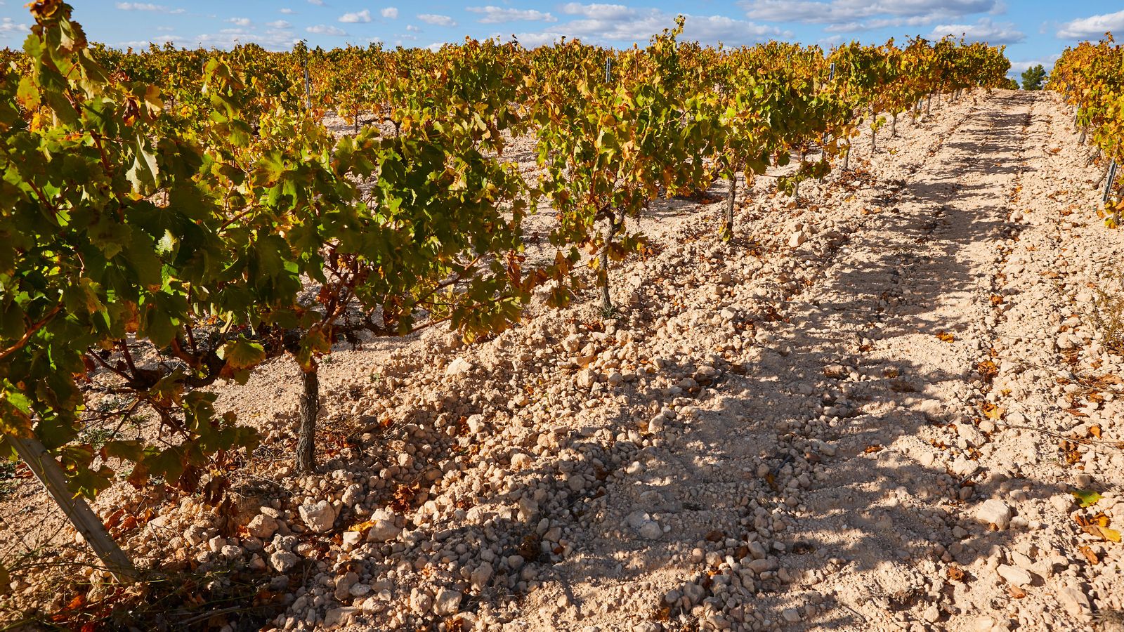 Vinyes de Requena abans de la vendimia