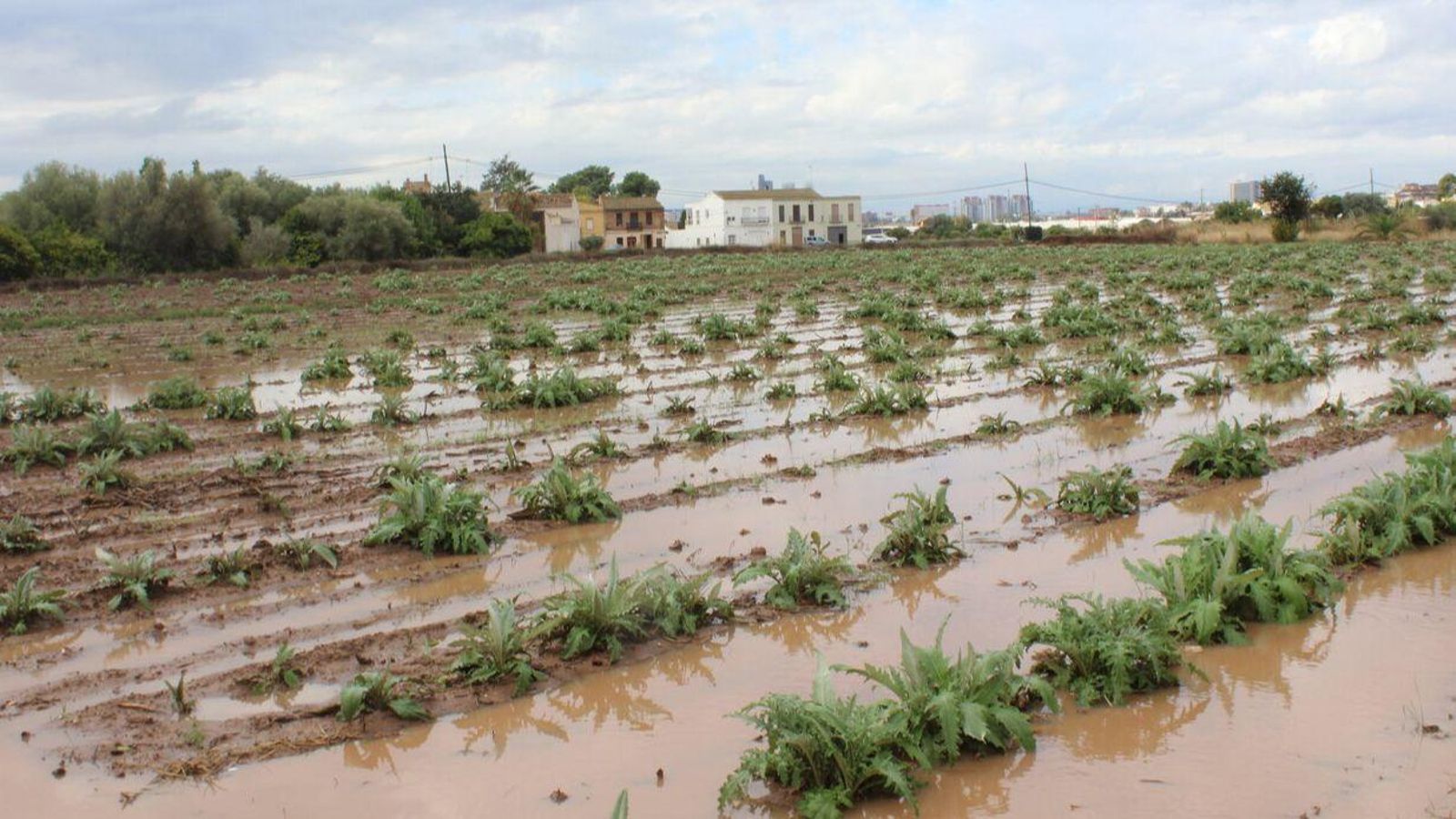 Els camps després de les pluges