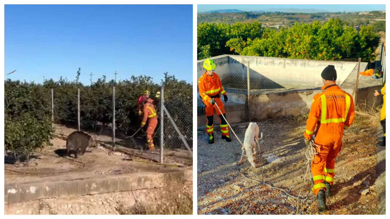 Els animals han sigut rescatats sans i estalvis