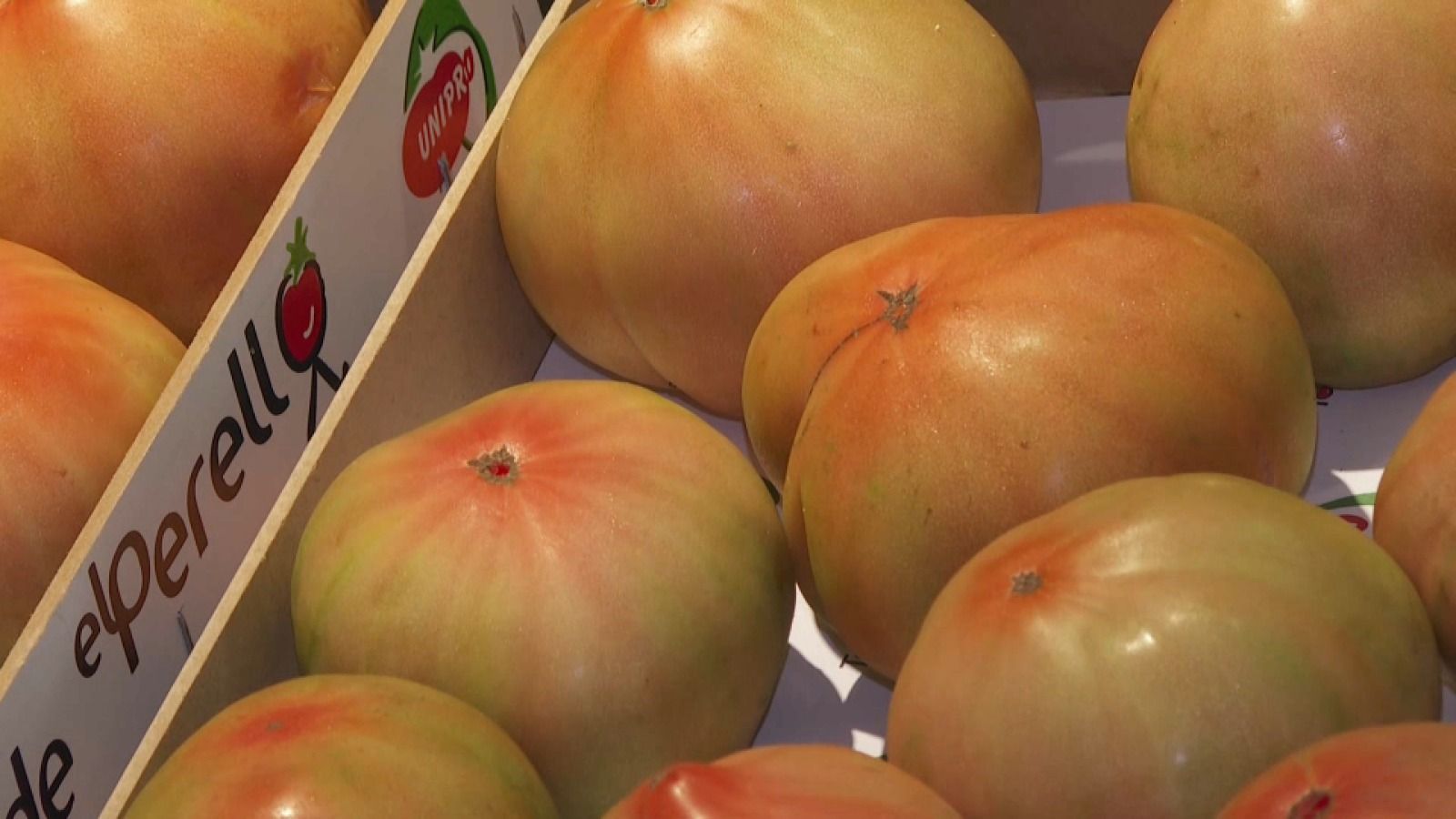 Les millors tomaques del Perelló