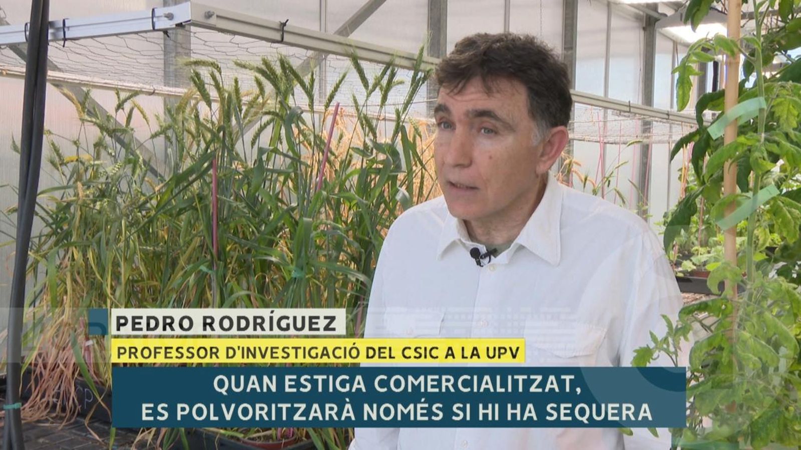 La UPV desenvolupa un fàrmac per a les plantes en situació de sequera