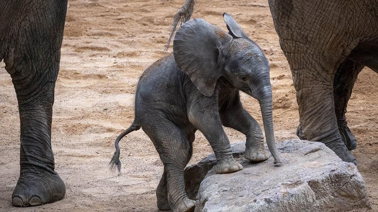 La cria d'elefant africà nascuda el passat 9 de novembre al Bioparc