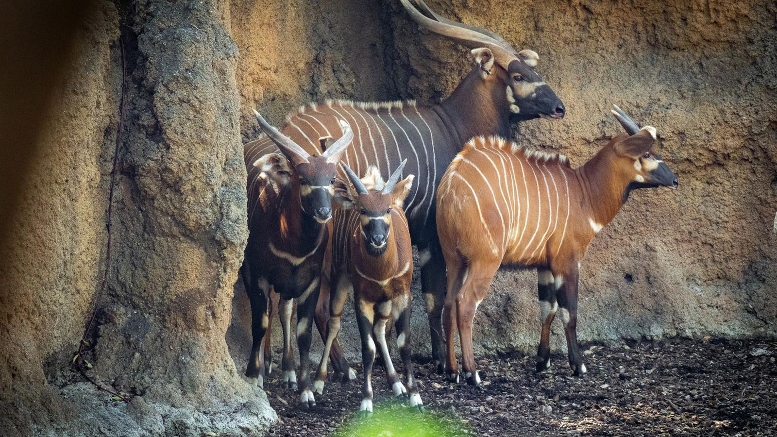 S'estima que només hi ha vora 100 bongos en estat salvatge en tot el món