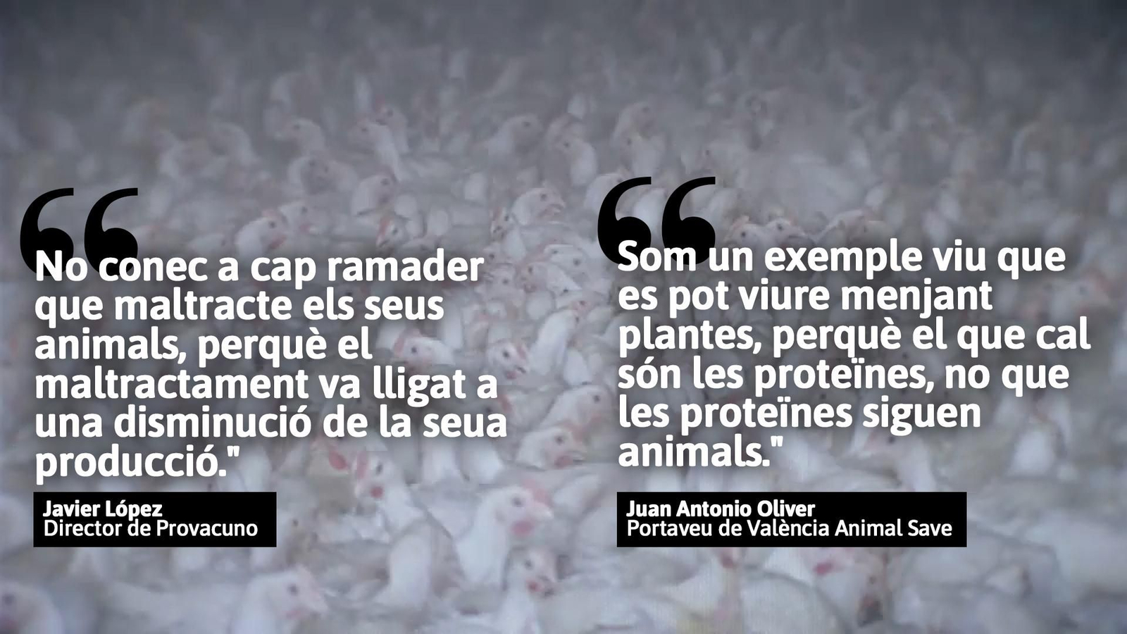 El maltractament animal en part de la indústria càrnia és un dels motius per a no ingerir carn