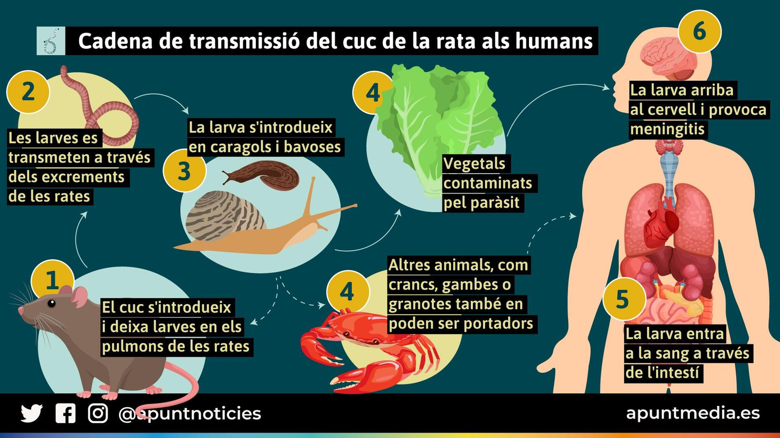 Cadena de transmissió del cuc de la rata als humans