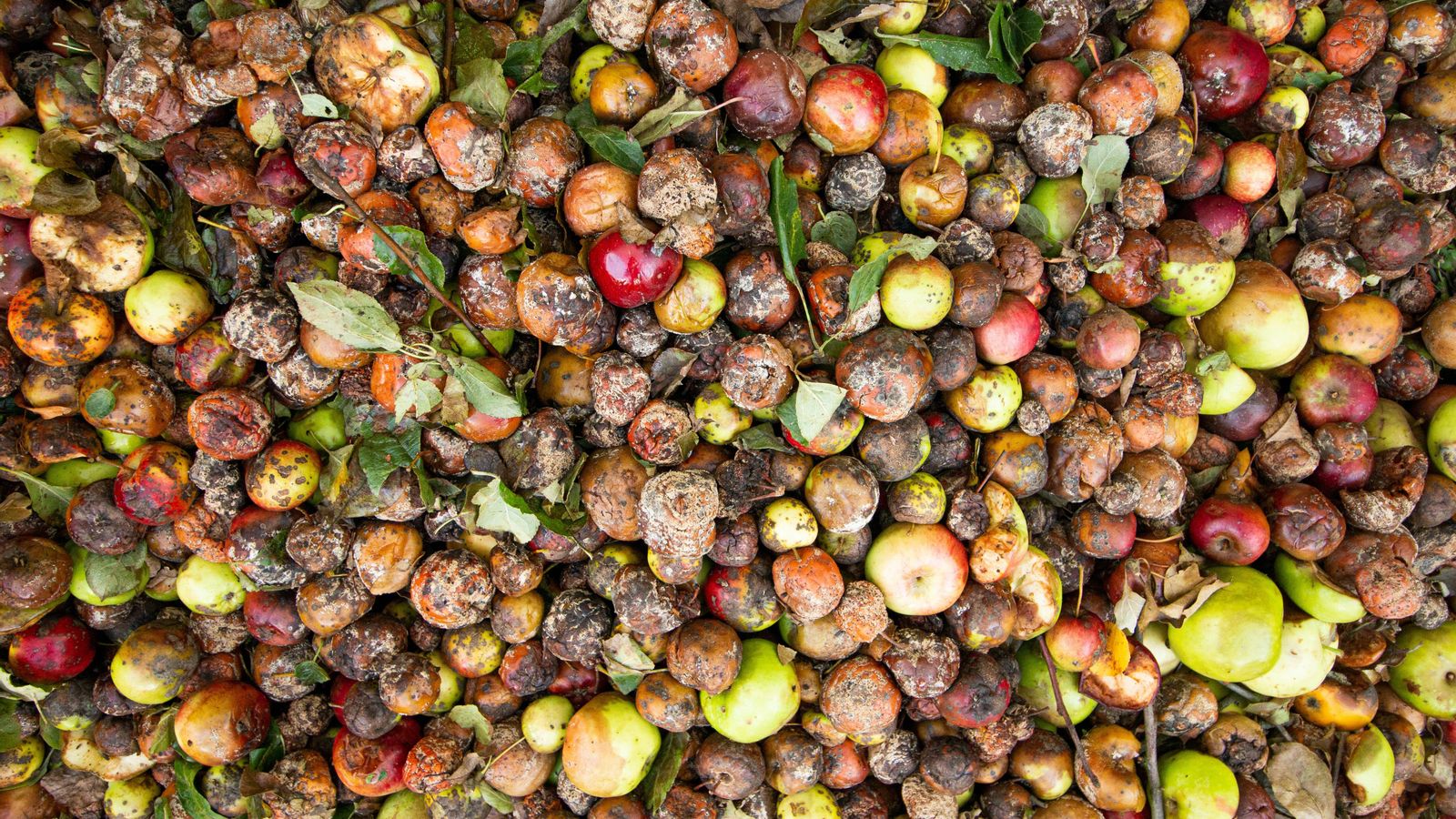 Fruites podrides