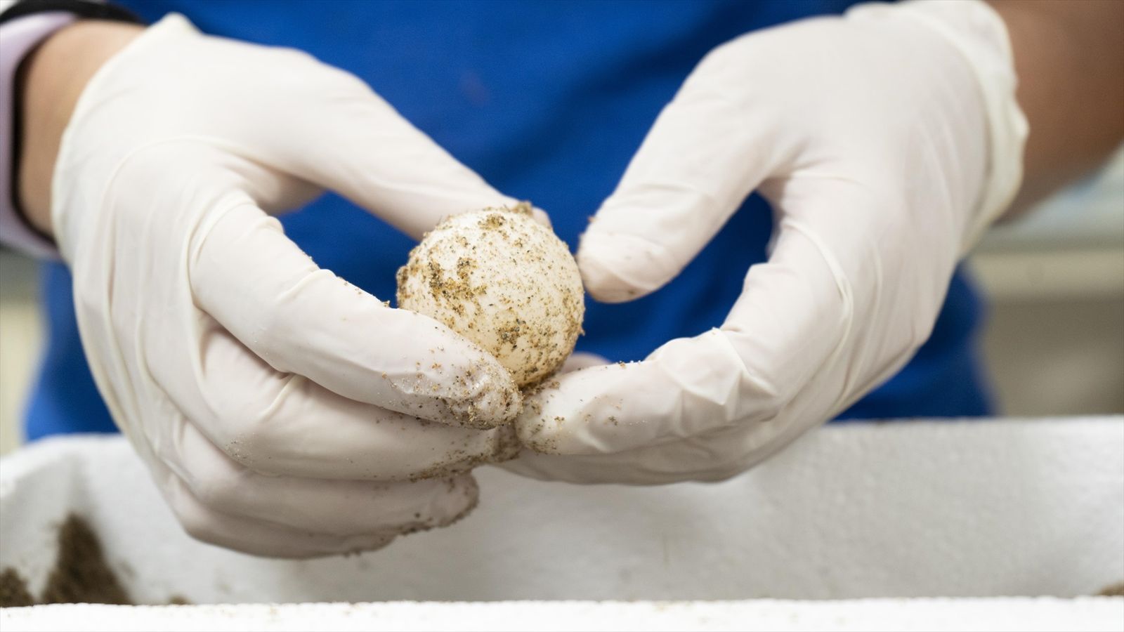 Un dels ous trslladats a l'Oceanogràfic