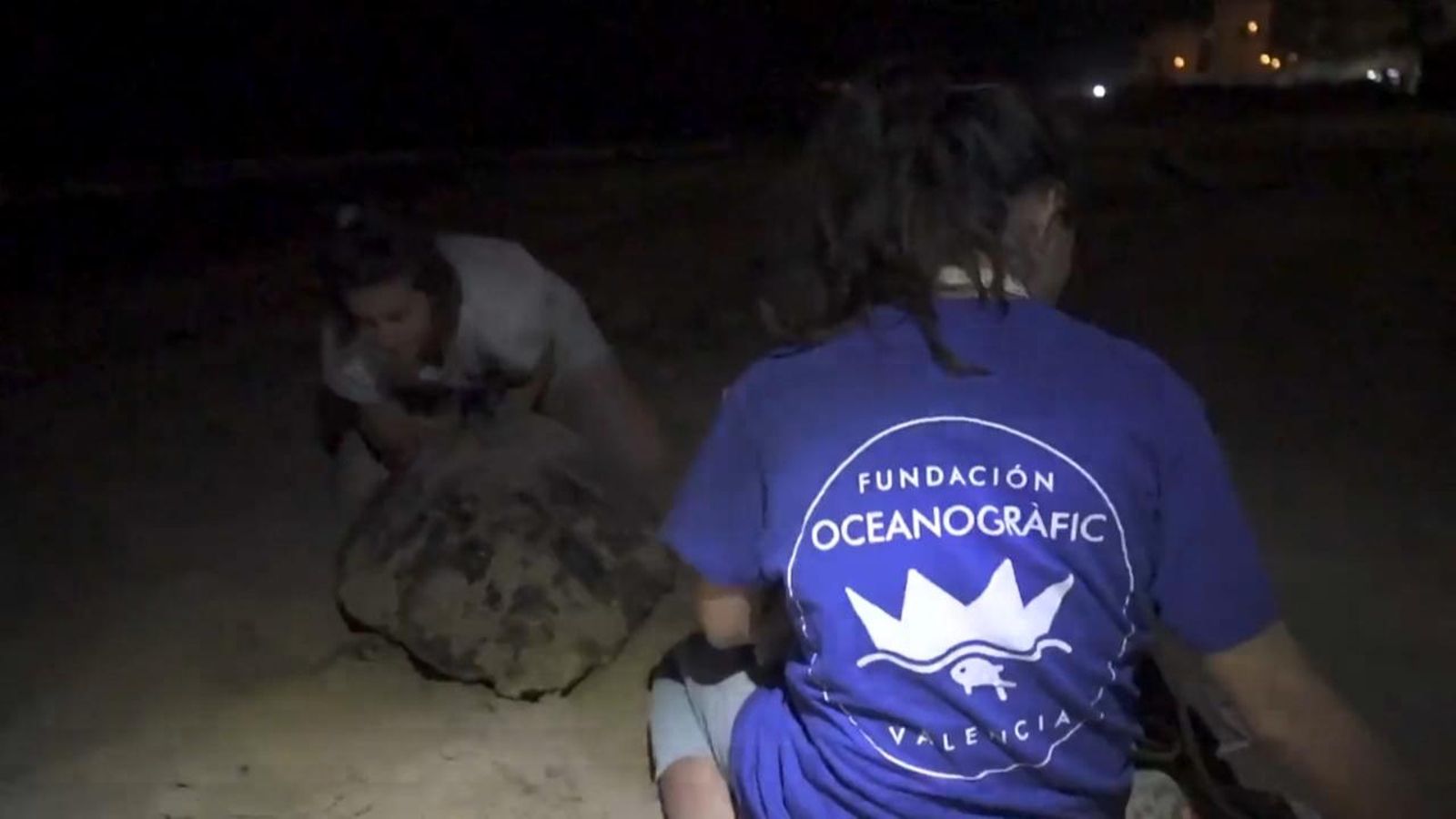 El personal veterinari ha fet una ecografia a la tortuga marina