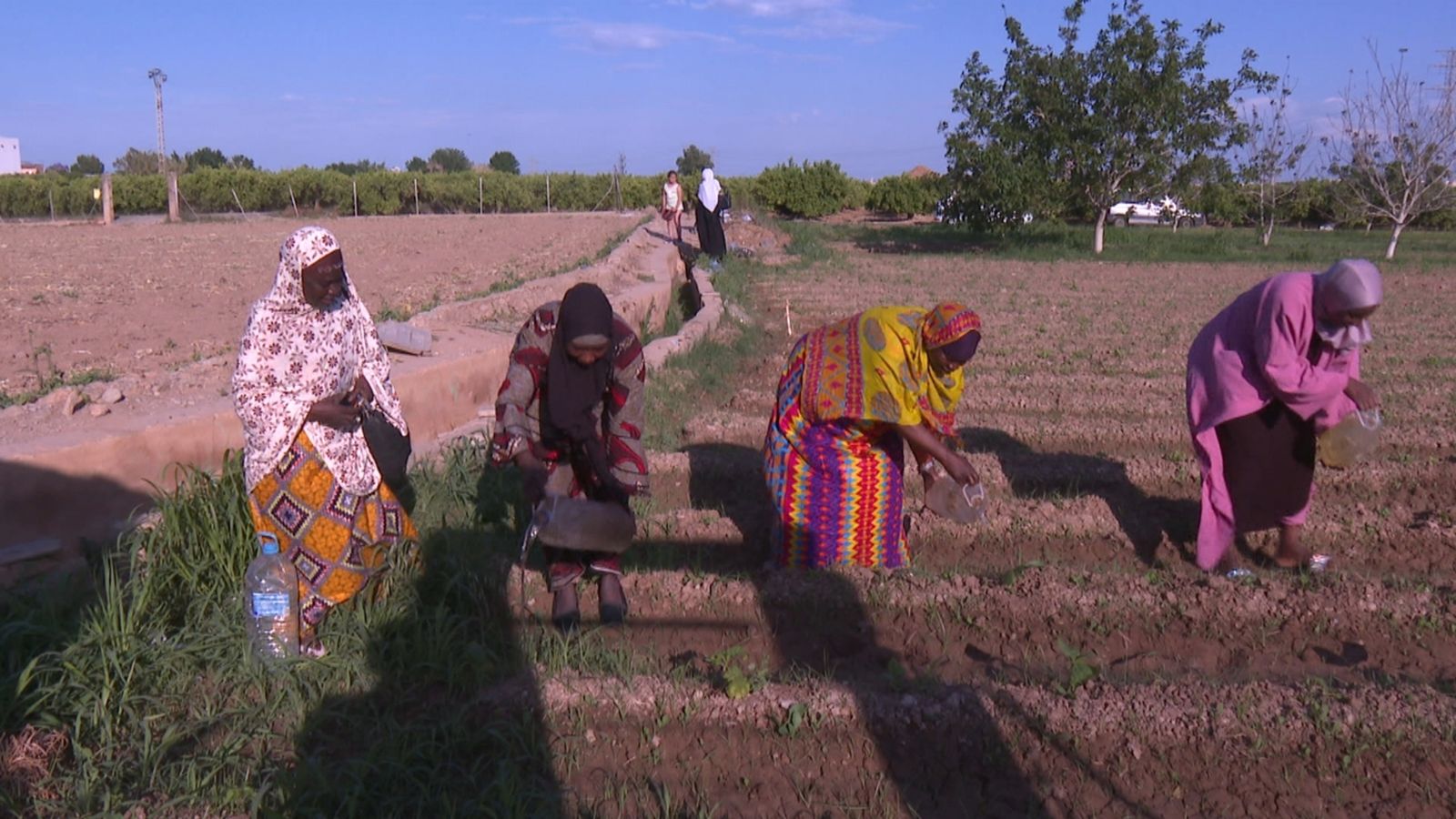 Integrants de l'Associació de Dones Africanes de Paterna cultiva hortalisses africanes en l'Horta Nord
