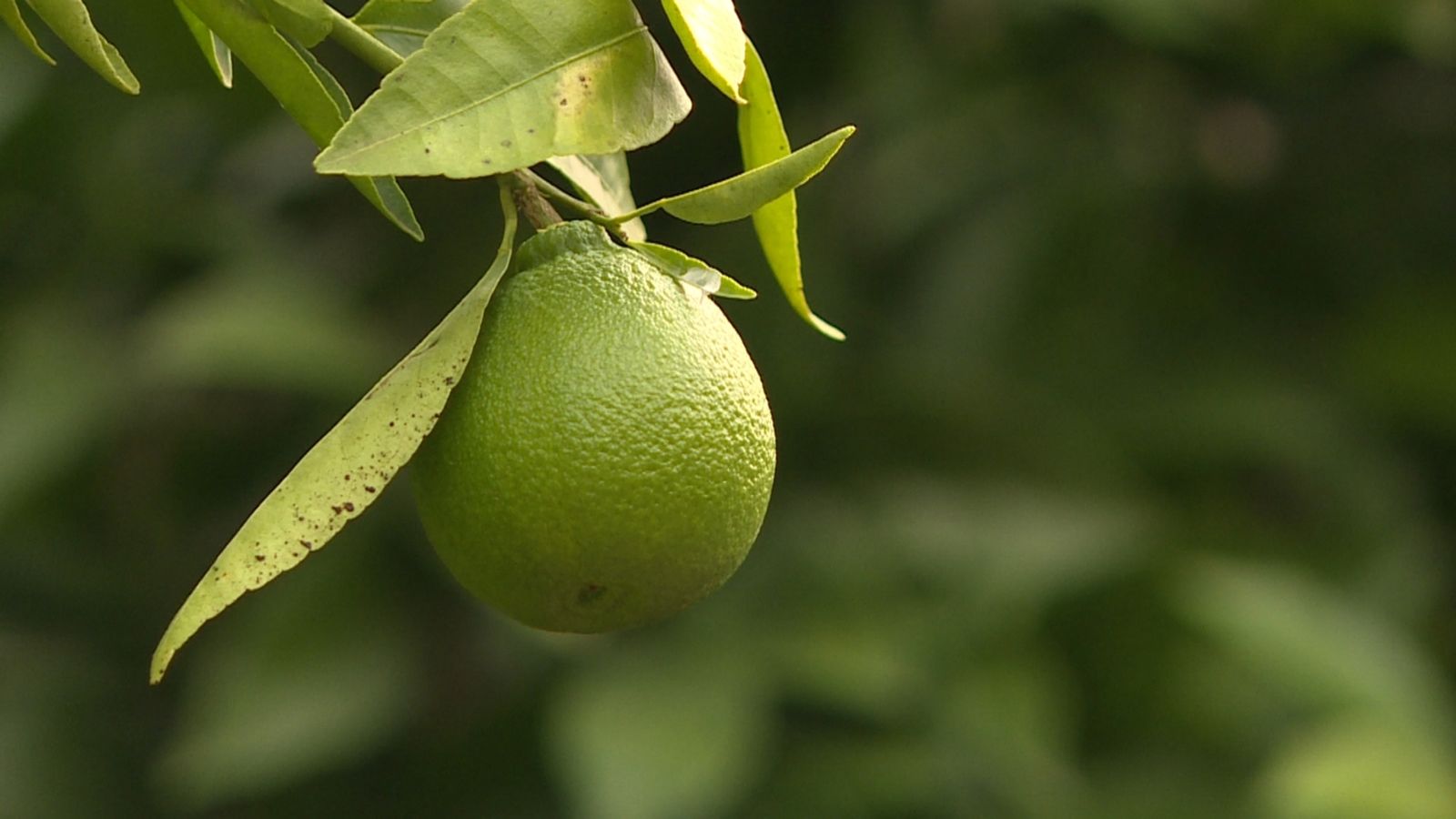 Un cítric penjant de l'arbre
